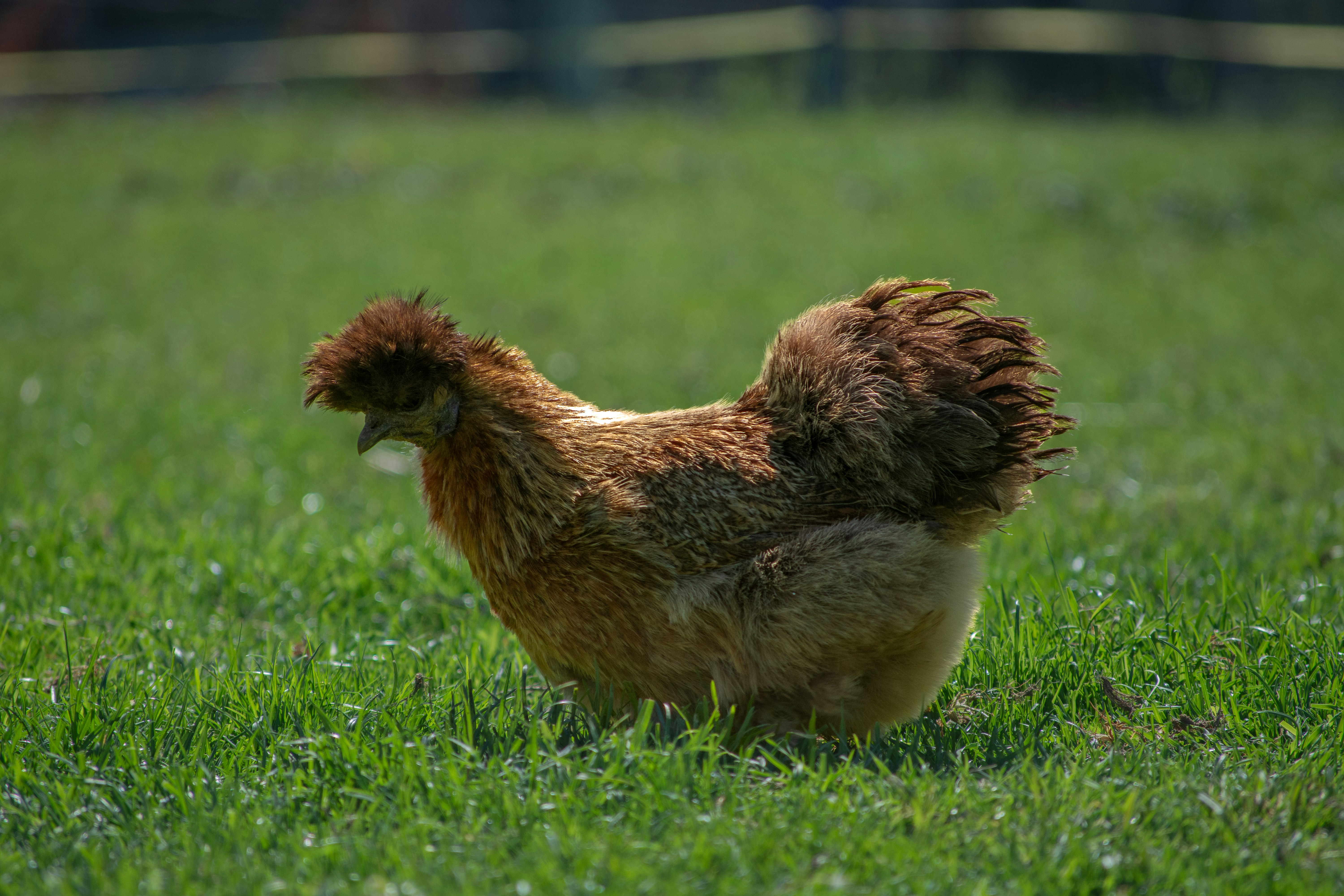 A brown chicken stands in a grassy field.