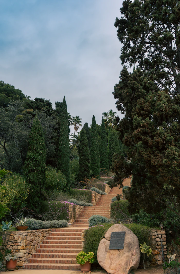 Escalier en pierre avec grands arbres — végétation installée en hauteur