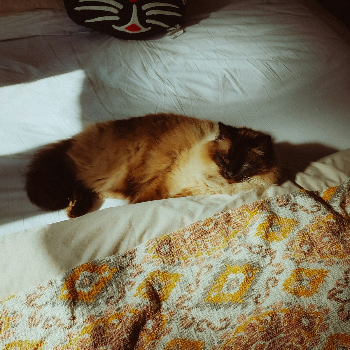 Fluffy senior cat napping comfortably on a bed