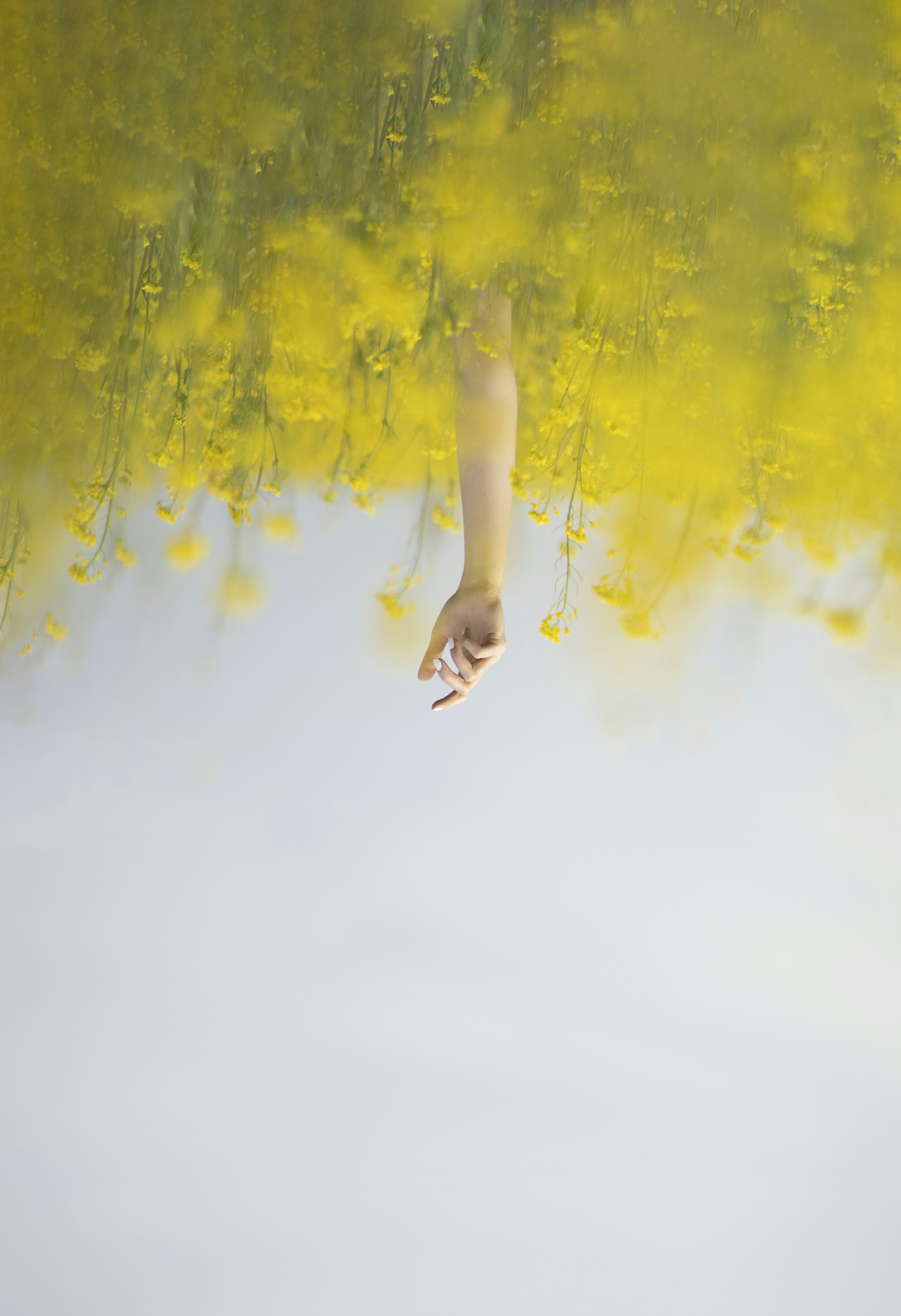 La mano si allunga dai fiori gialli, a testa in giù.
