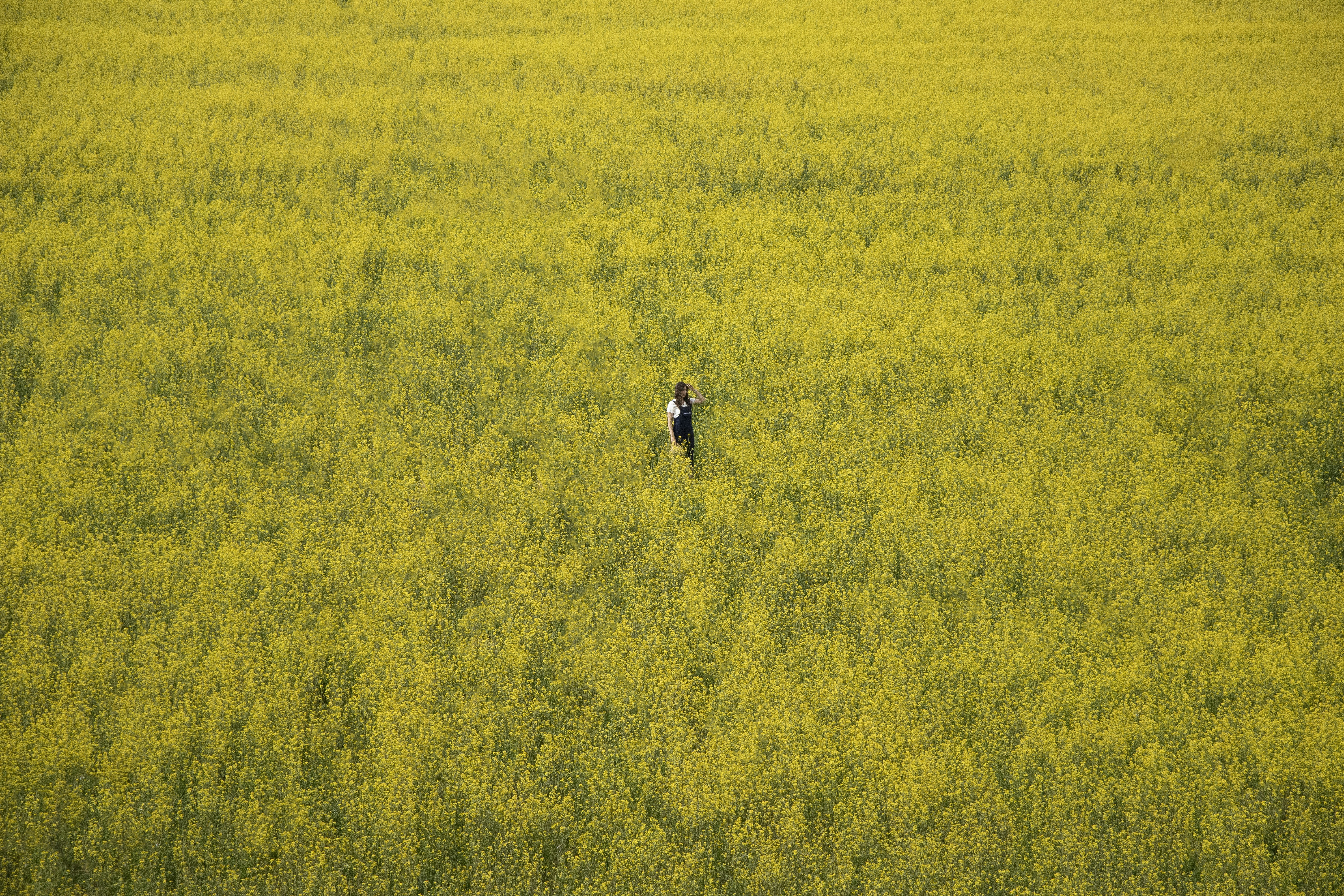 Una persona si trova da sola in un campo di fiori gialli.