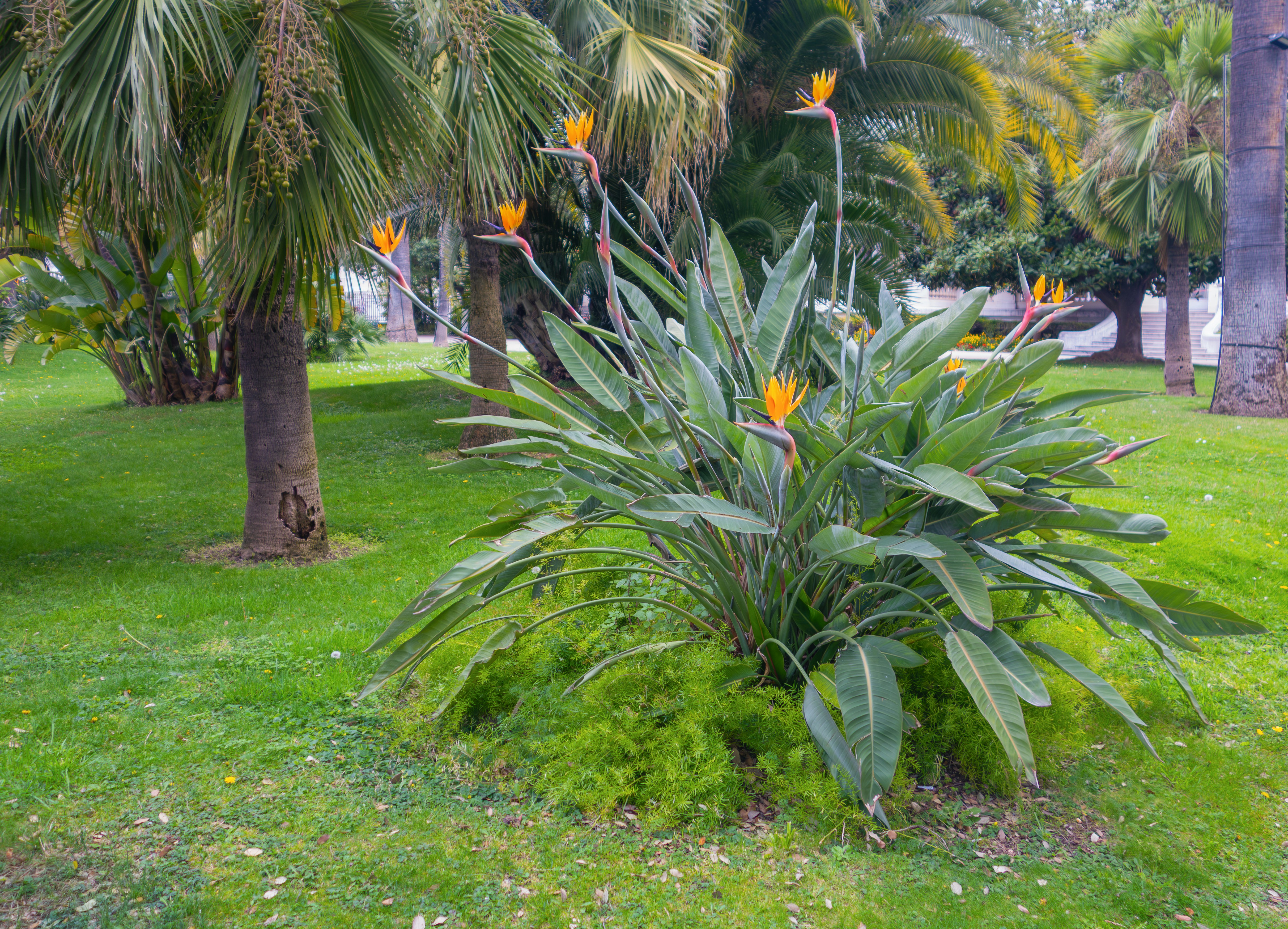Bird of paradise flowers bloom in a lush garden.