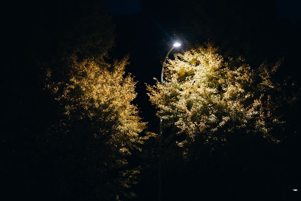 Trees illuminated by landscape lighting at night