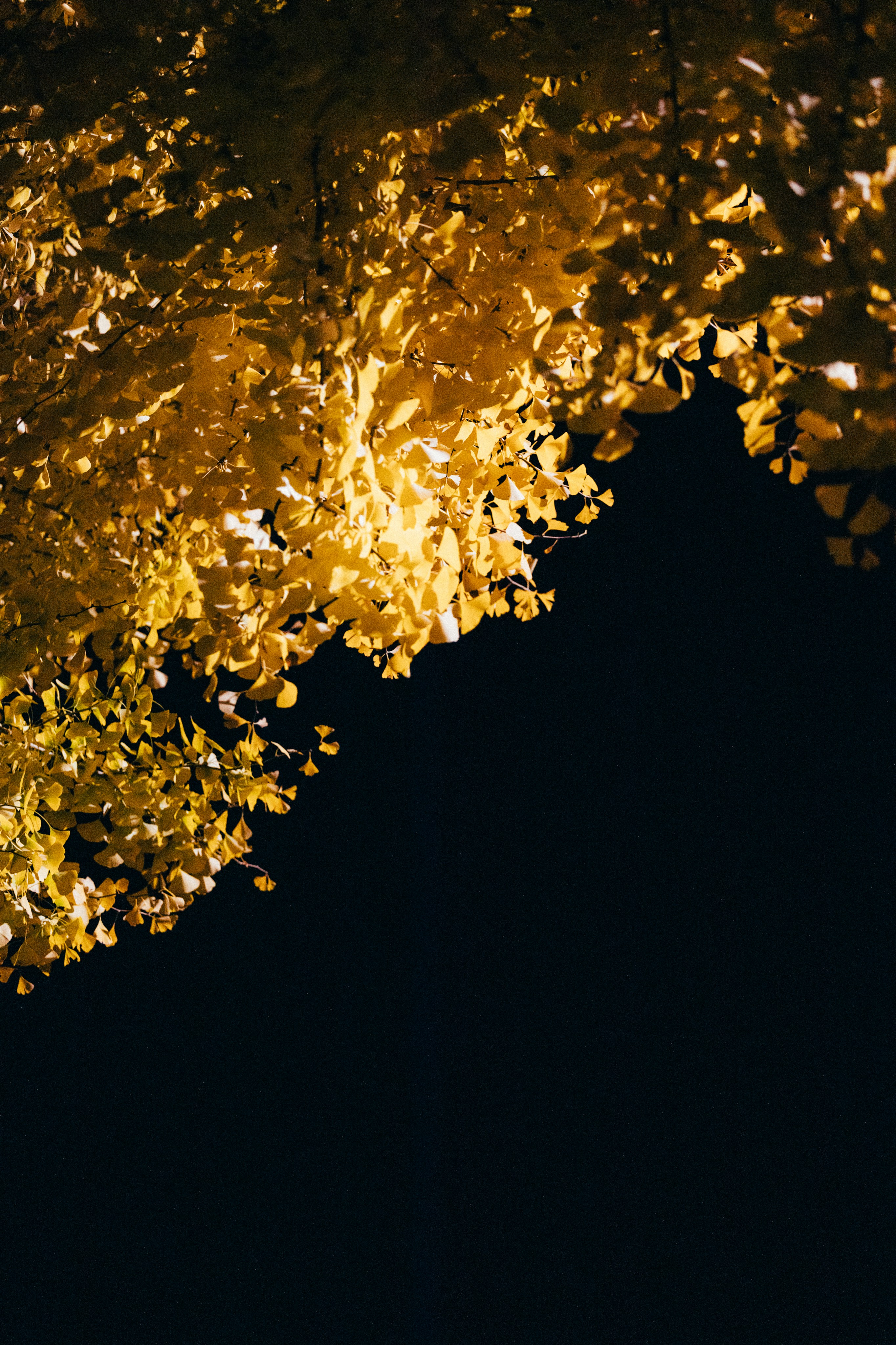 Photo by tsuyoshikozu