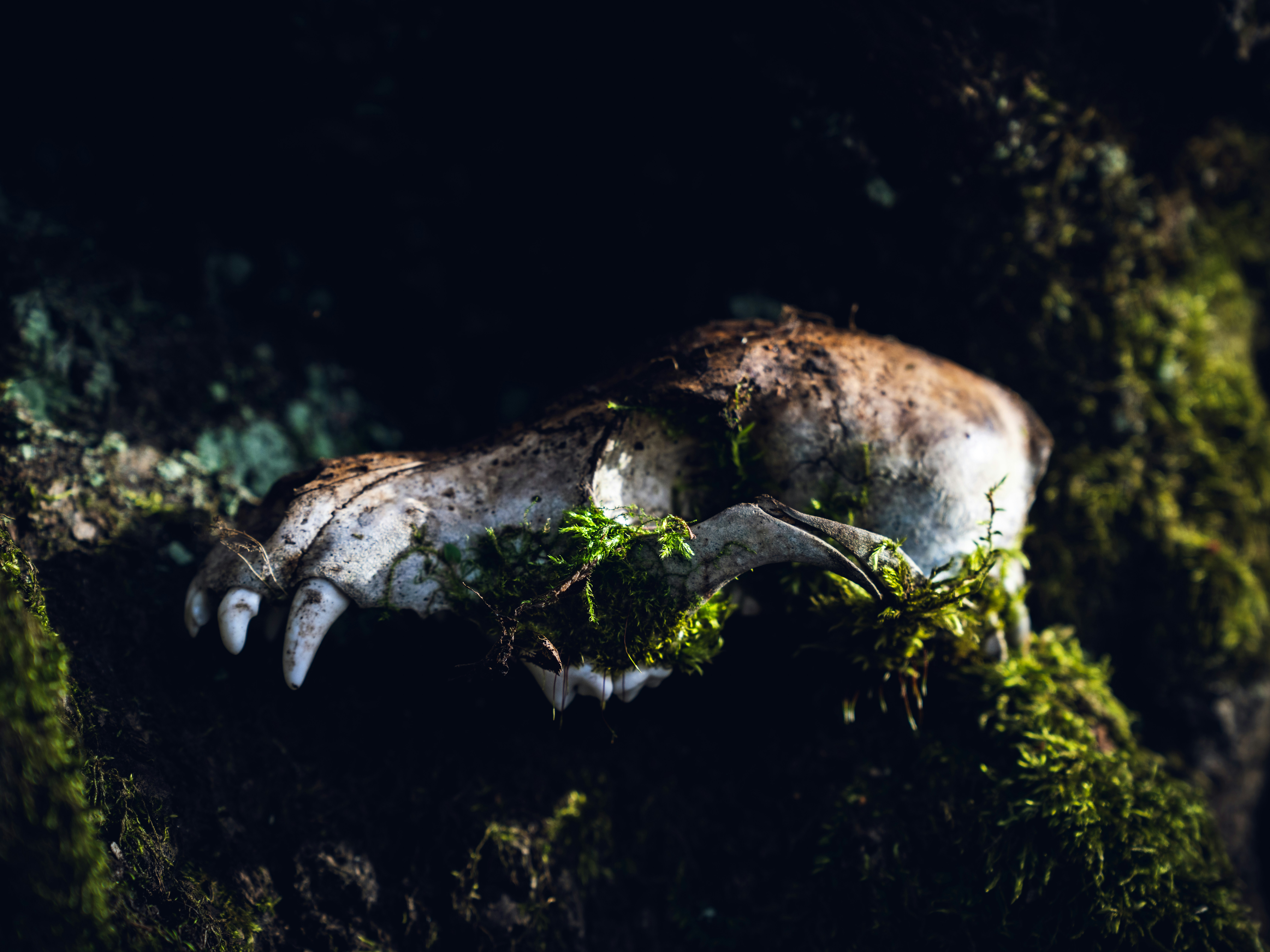 The Corsican Lynx: Sardinia’s Sibling Cat (image credits: unsplash)