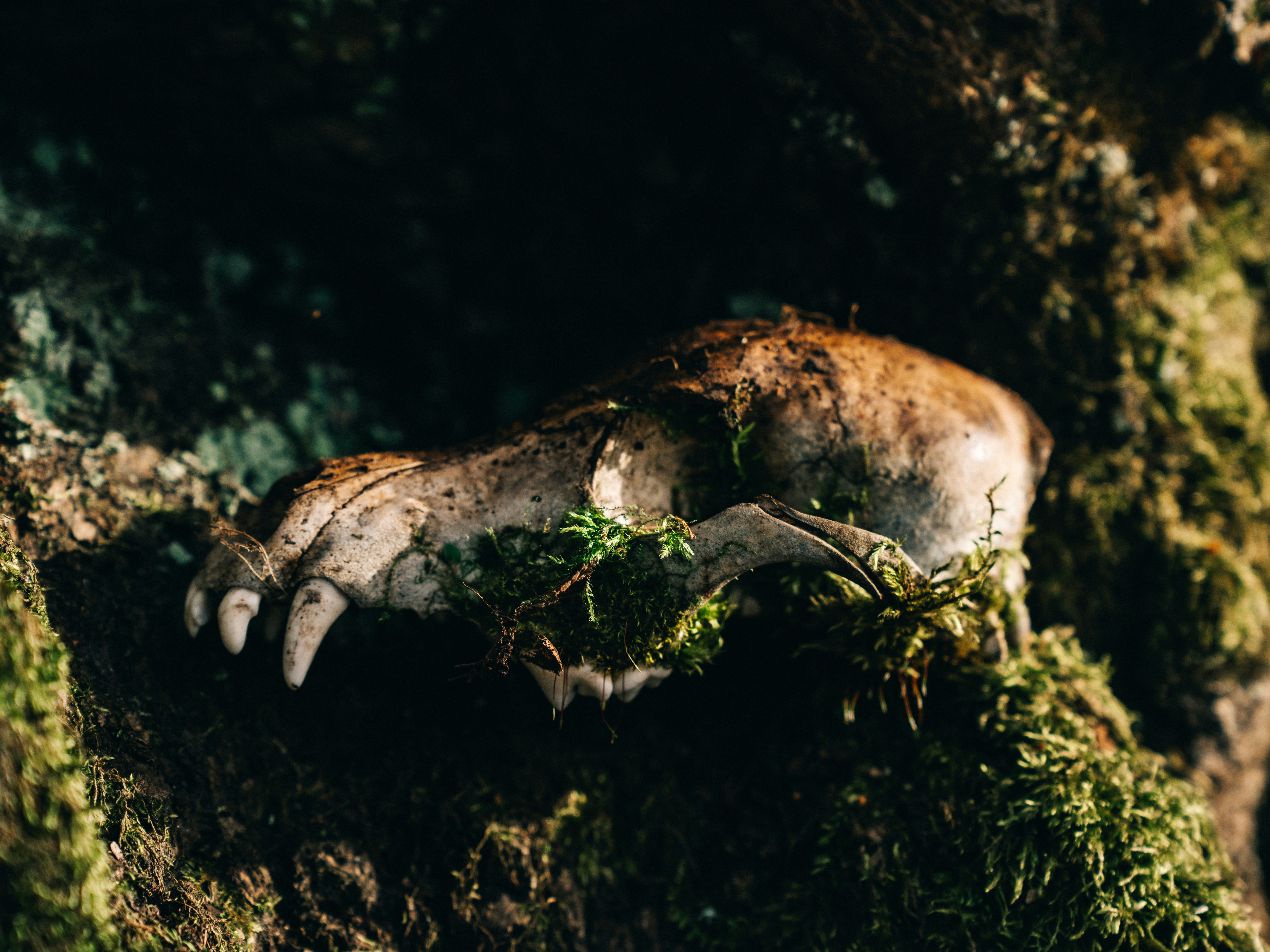 Photo by mineral_of_demon