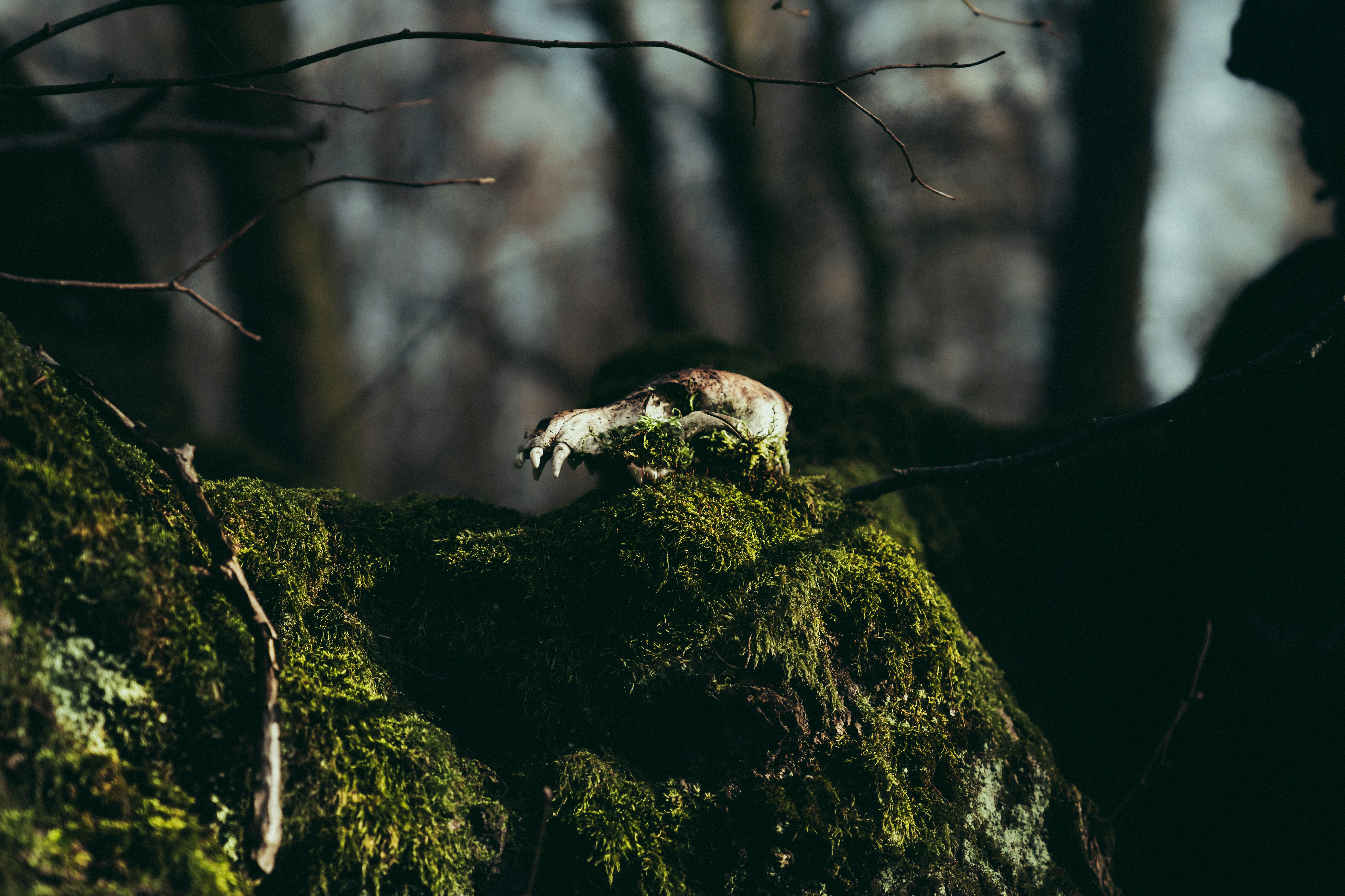 Photo by mineral_of_demon