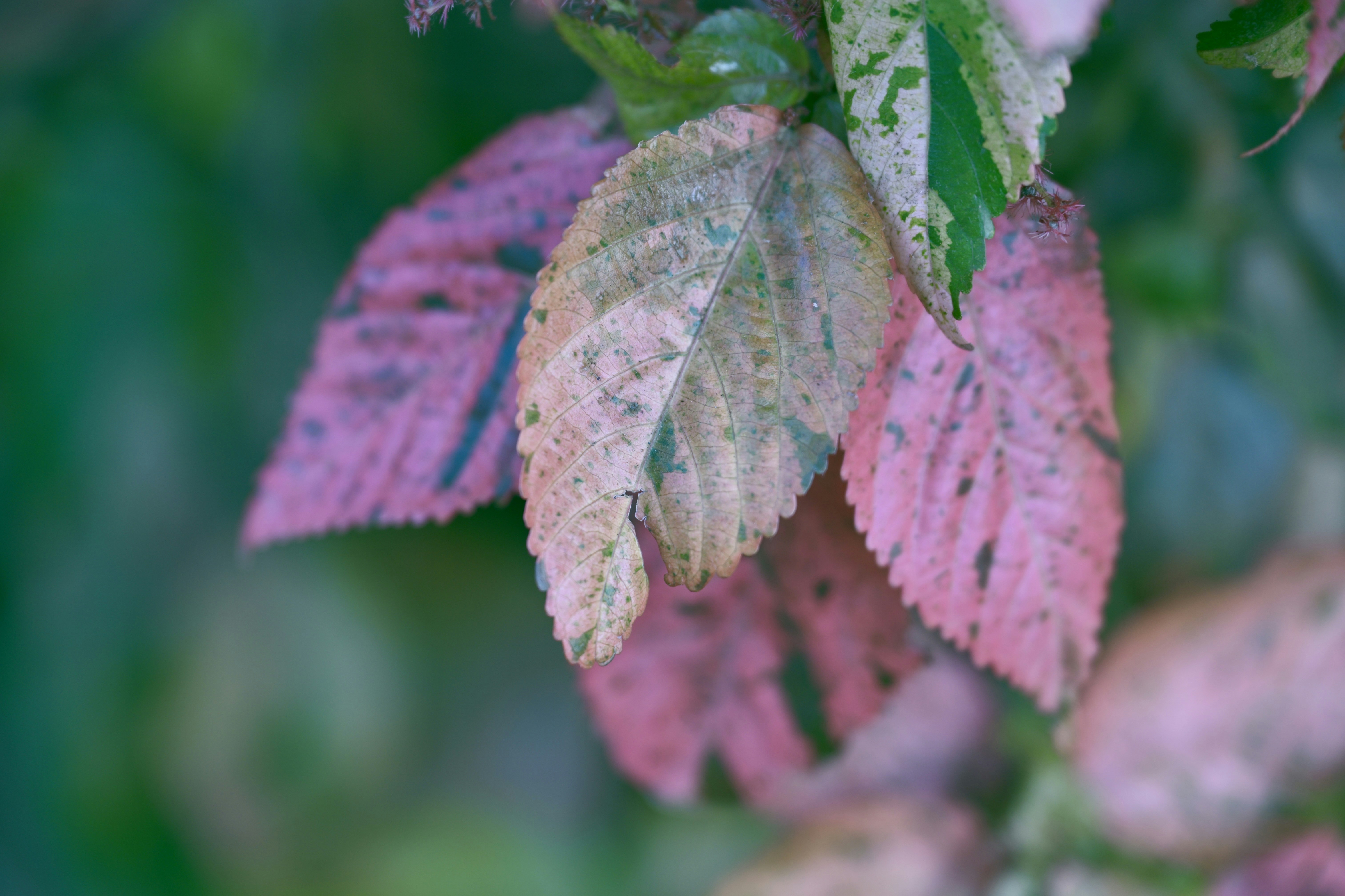 Pink and green leaves on a branch.