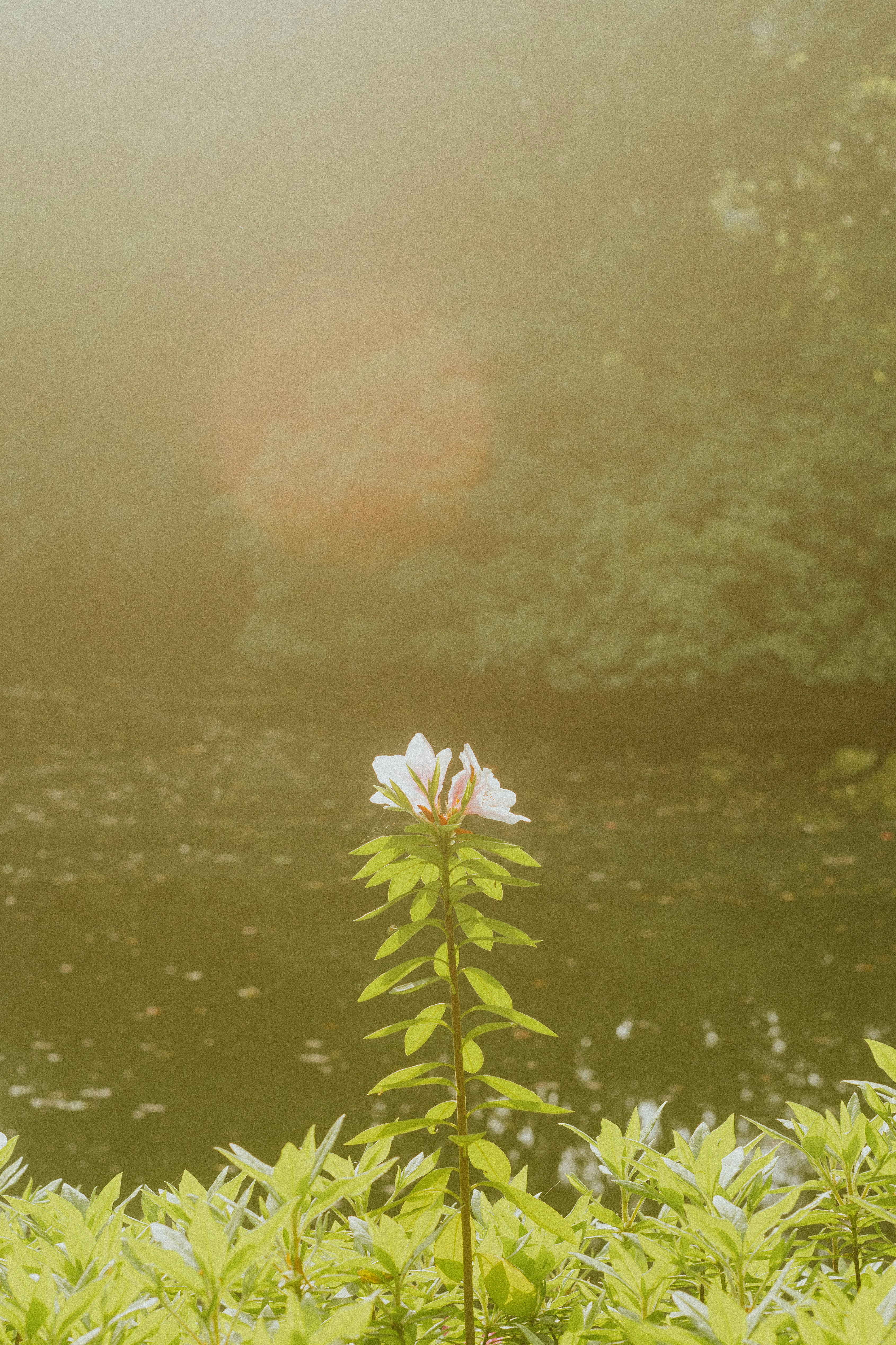 A single flower stands against a blurred background.