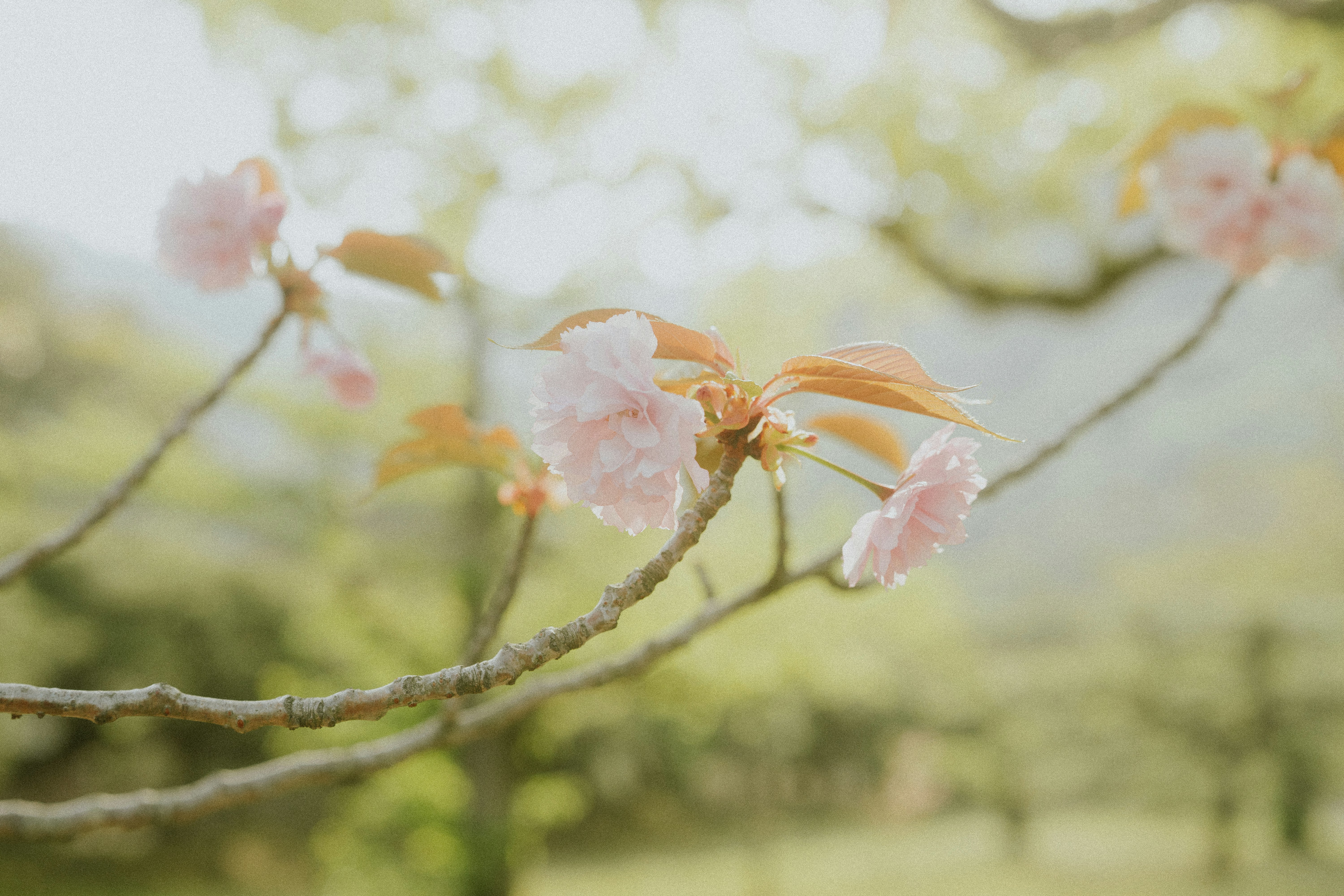 Soft pink cherry blossoms bloom on a branch.