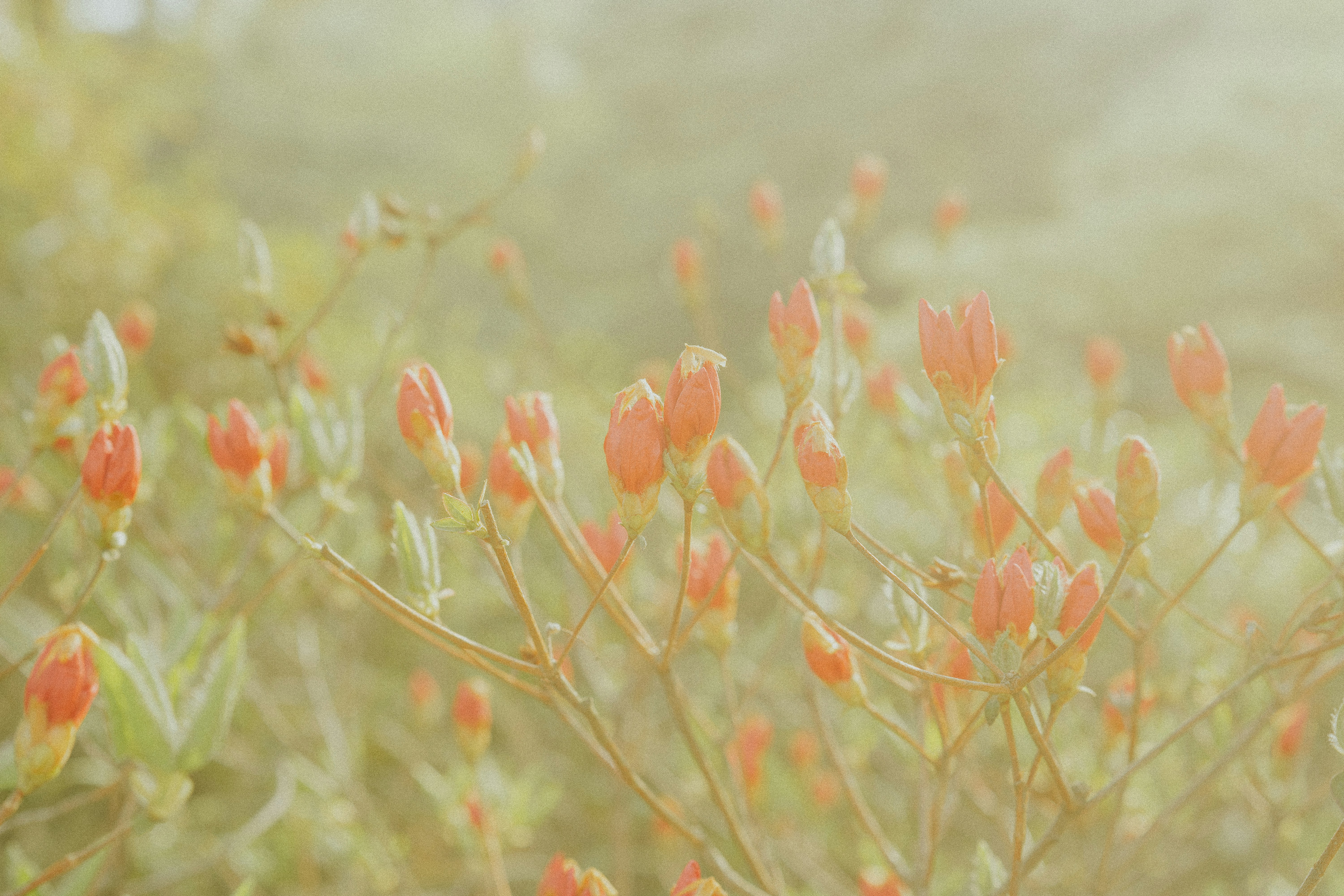 Orange flowers bloom gently in the soft light.
