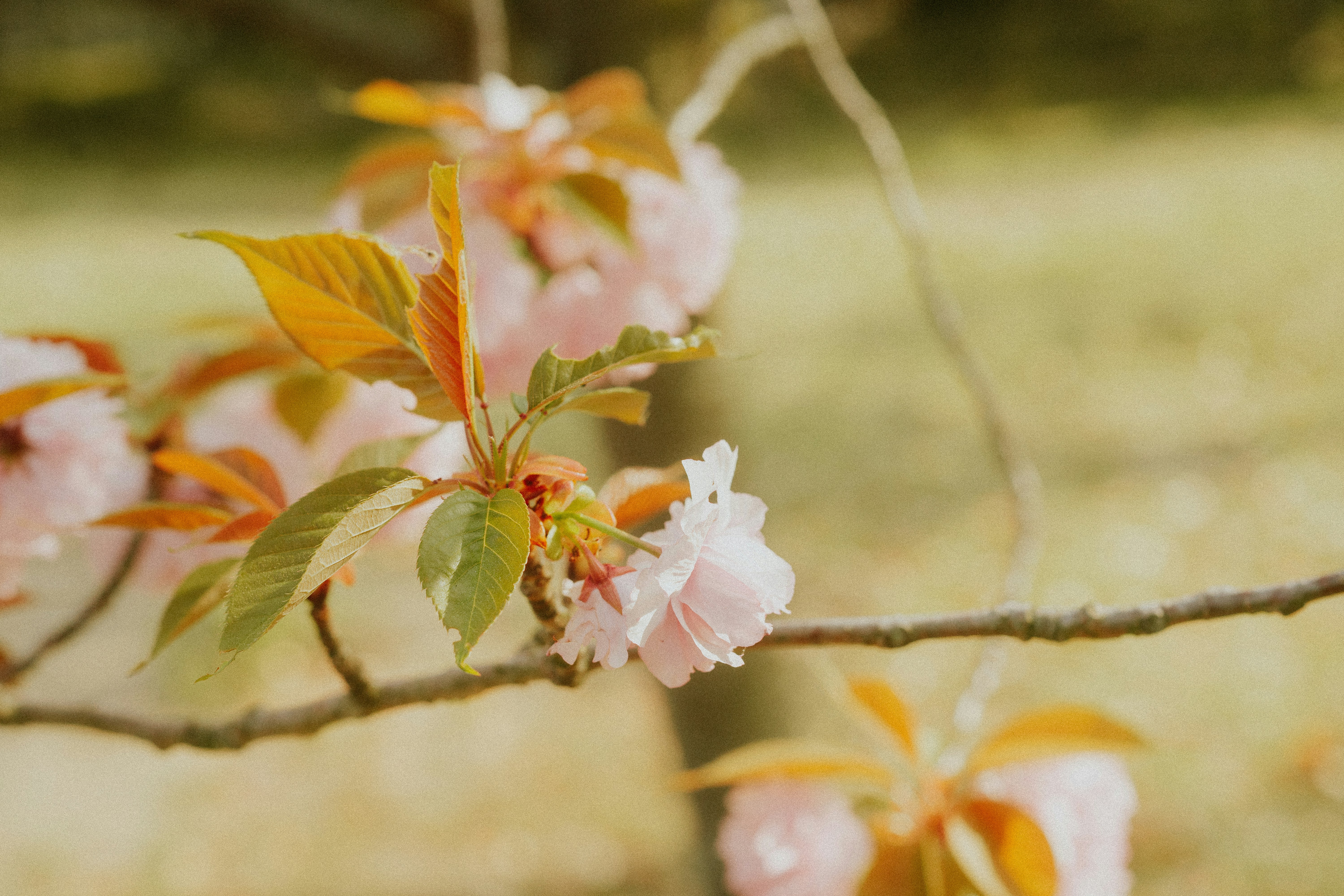 Pink cherry blossoms bloom on a branch.