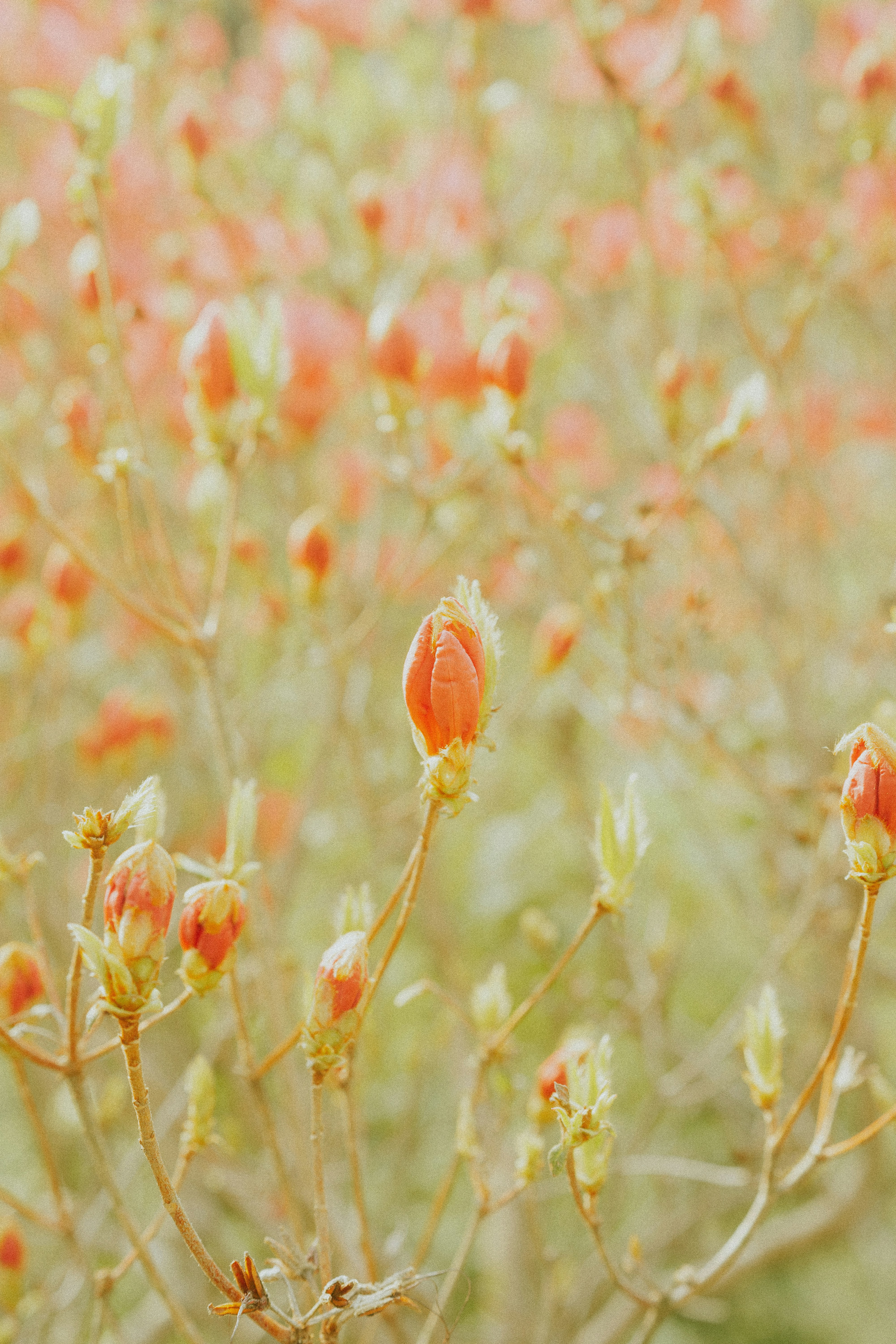 Orange flower buds ready to bloom.