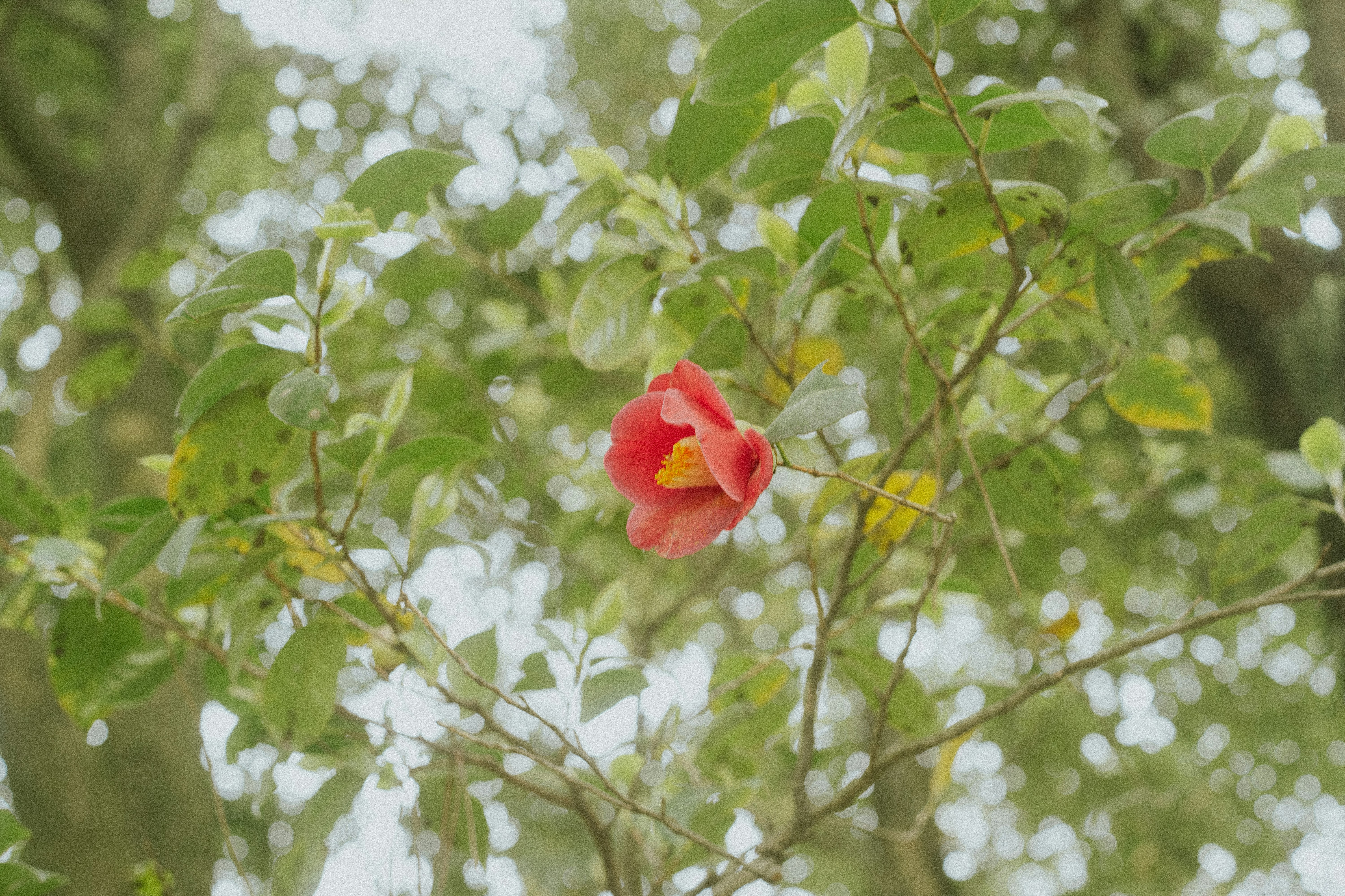 A single red flower blooms in the greenery.