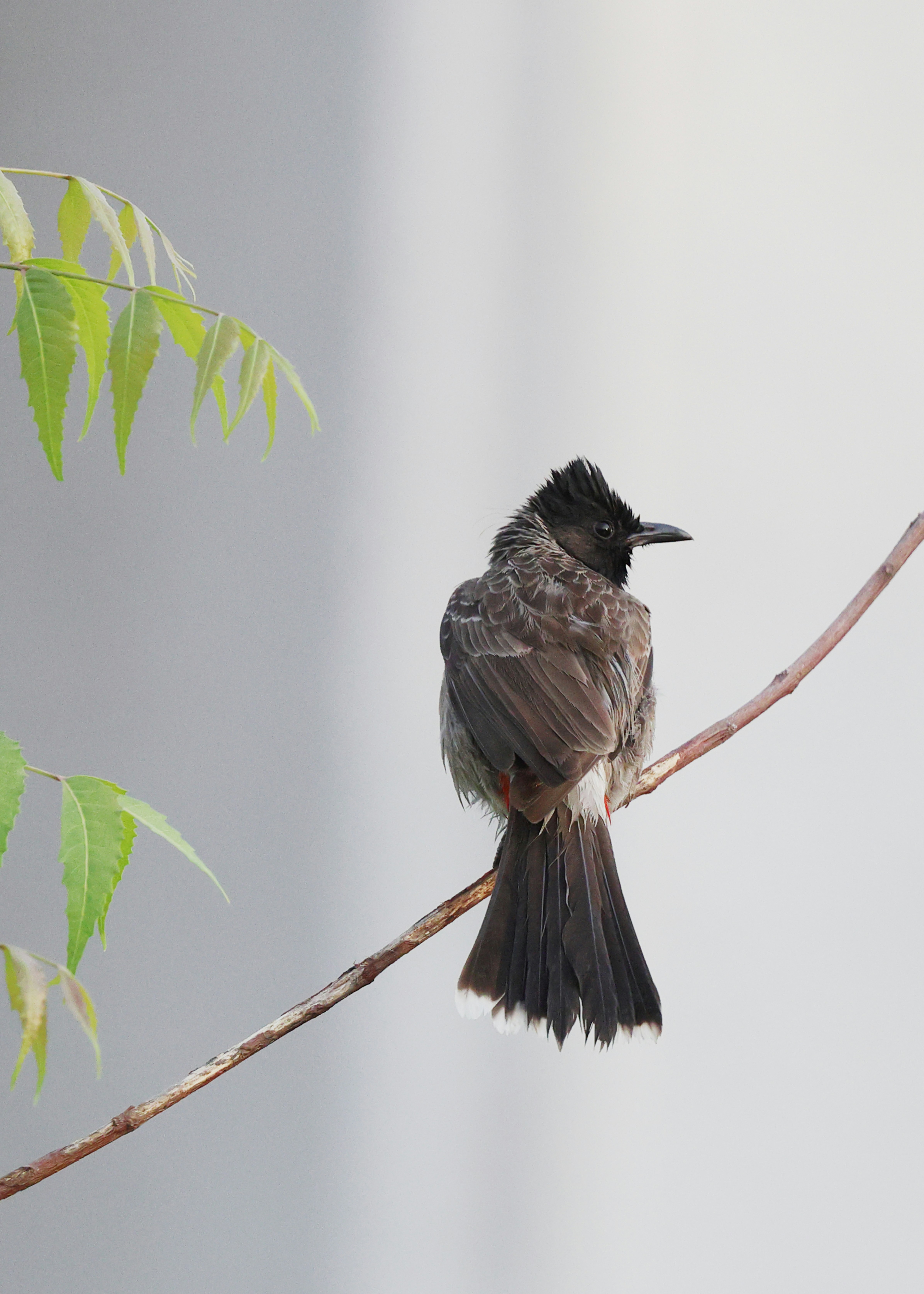 Photo by lakshmimn68