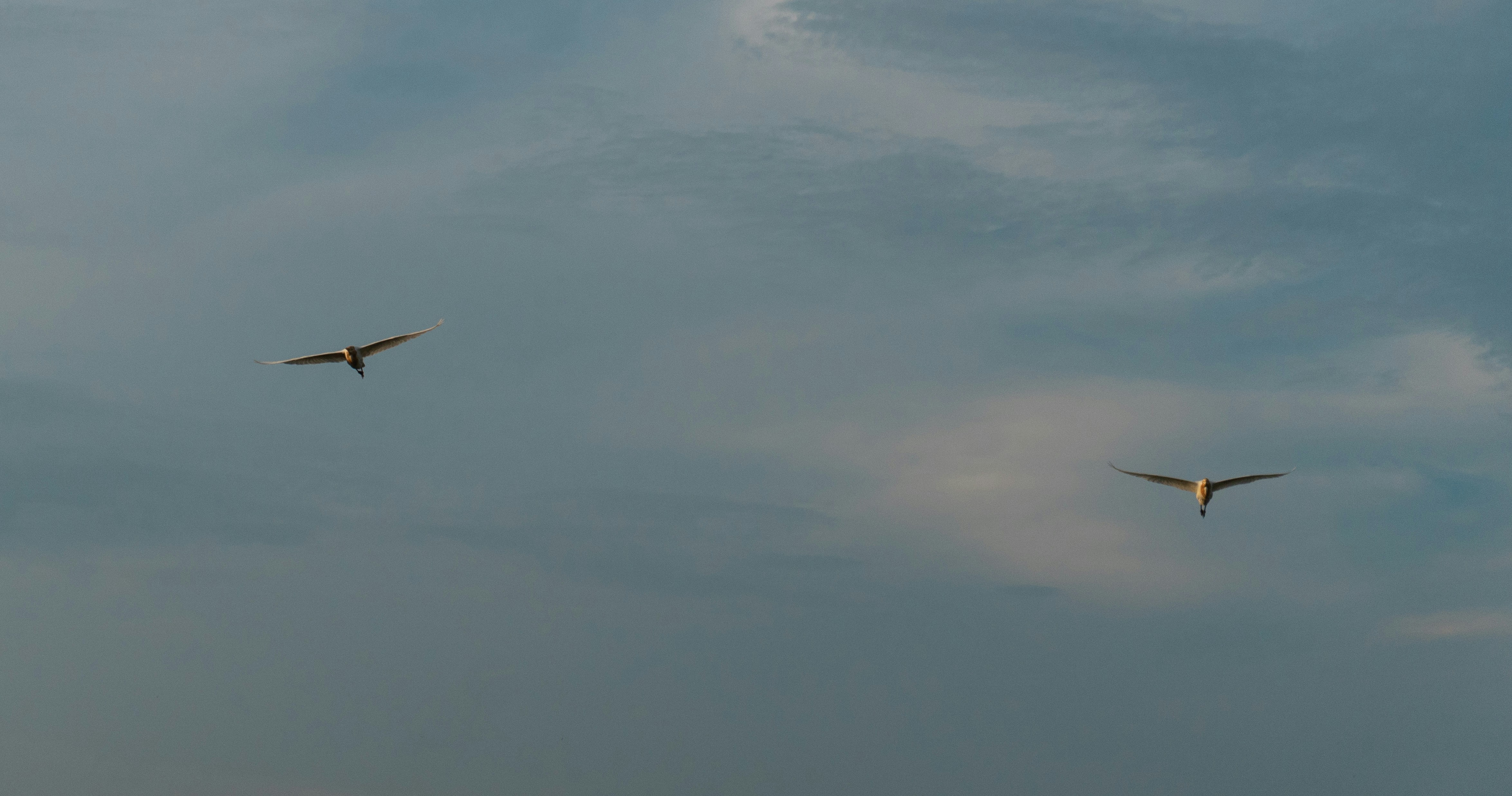 Two birds soar in a cloudy sky.