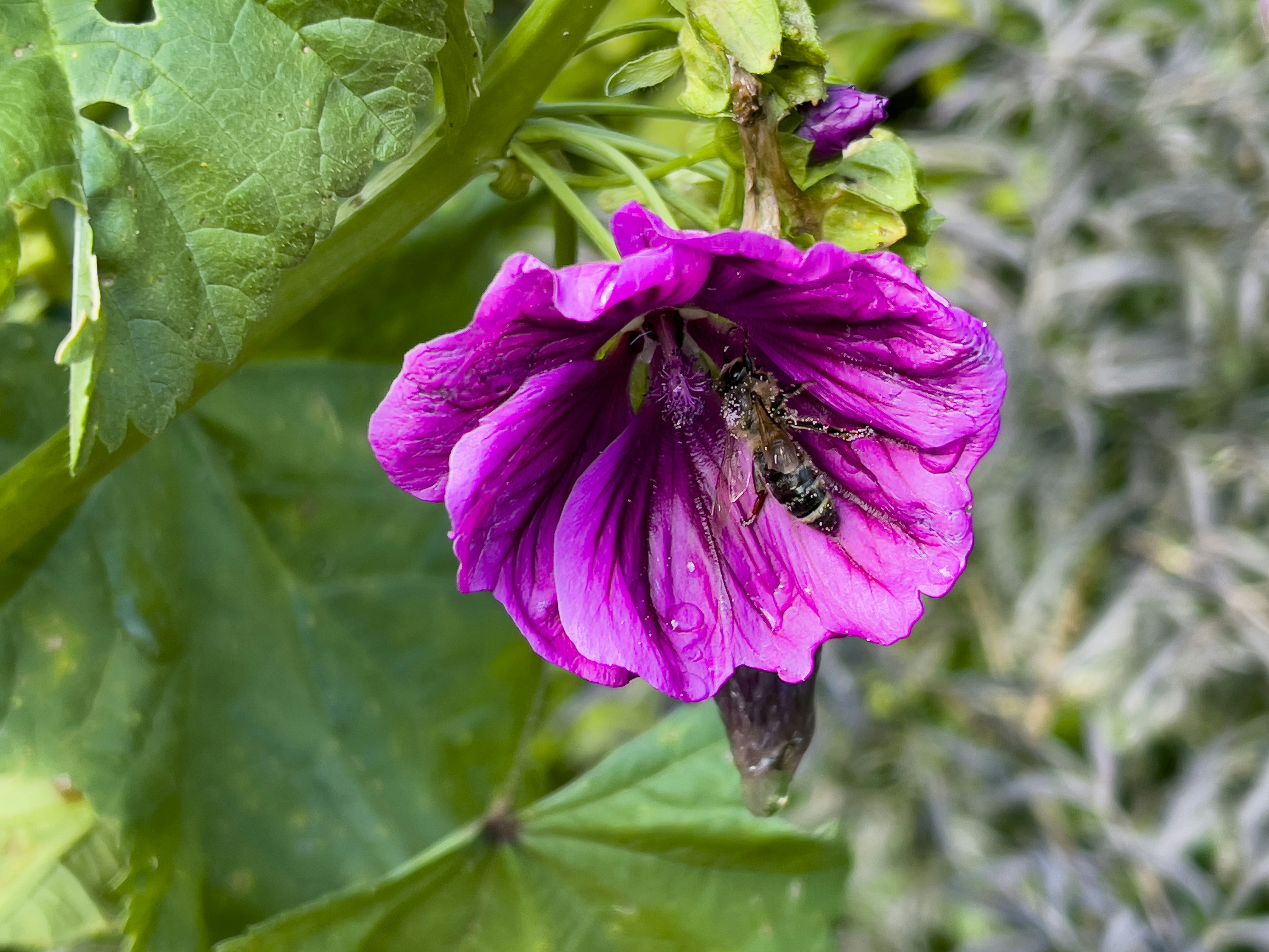 Photo by saschaoberman