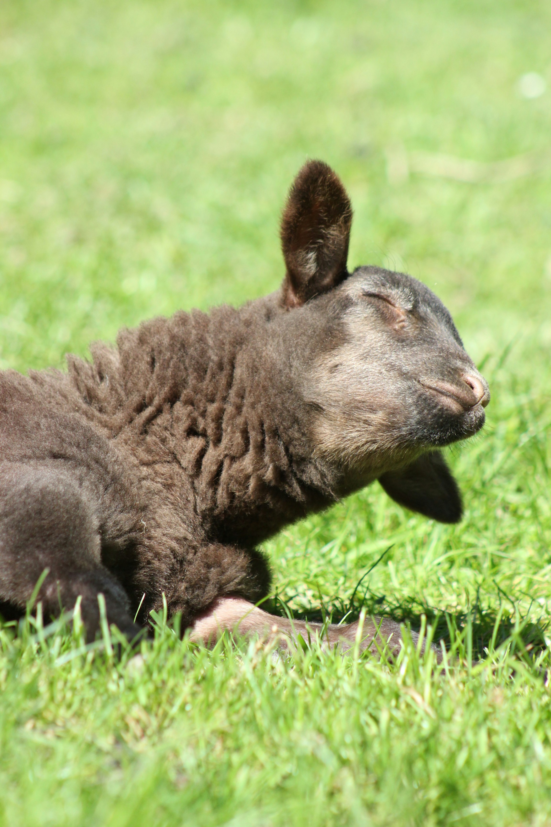 A black lamb napping happily in the grass.