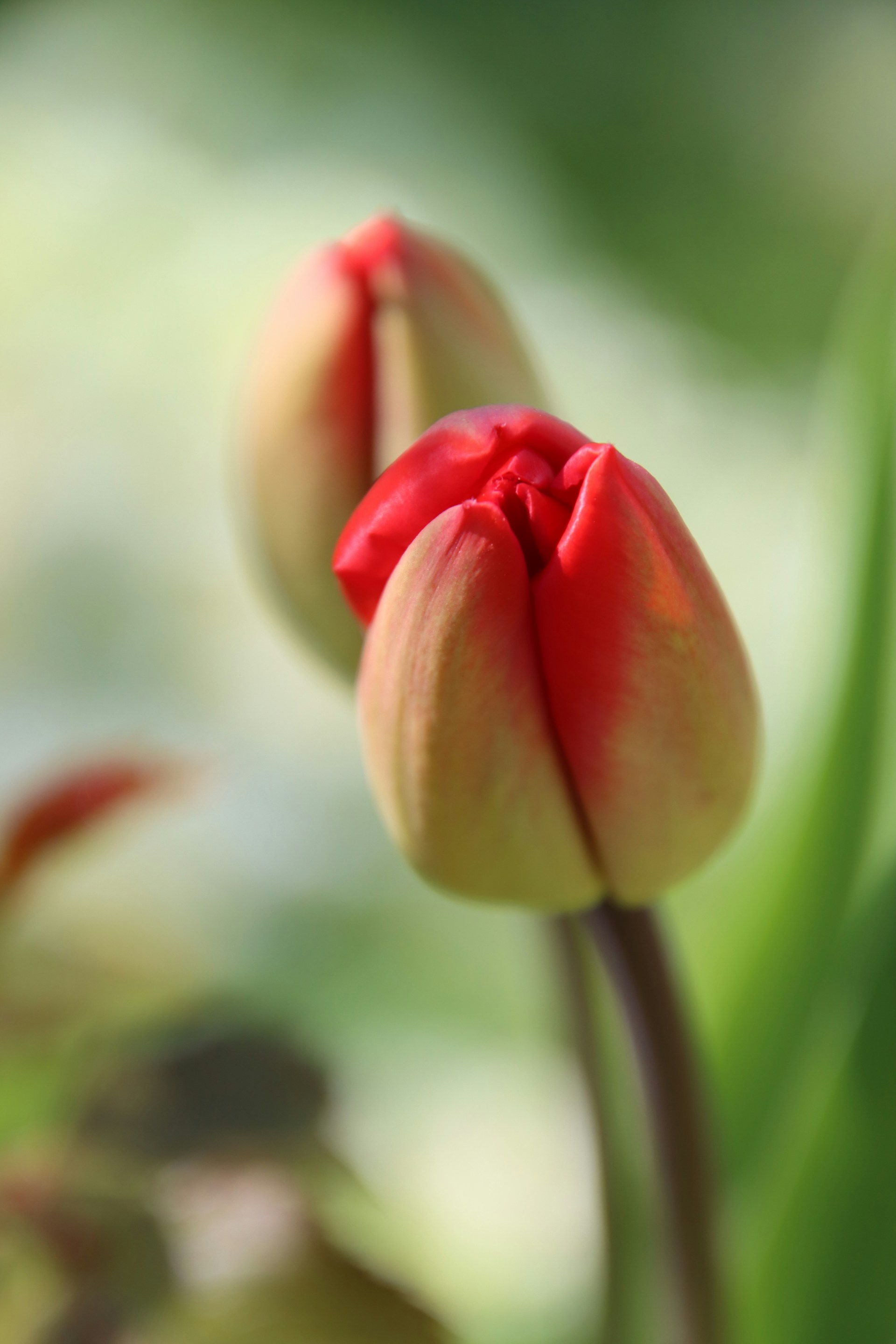 Red tulips in bud, ready to bloom.
