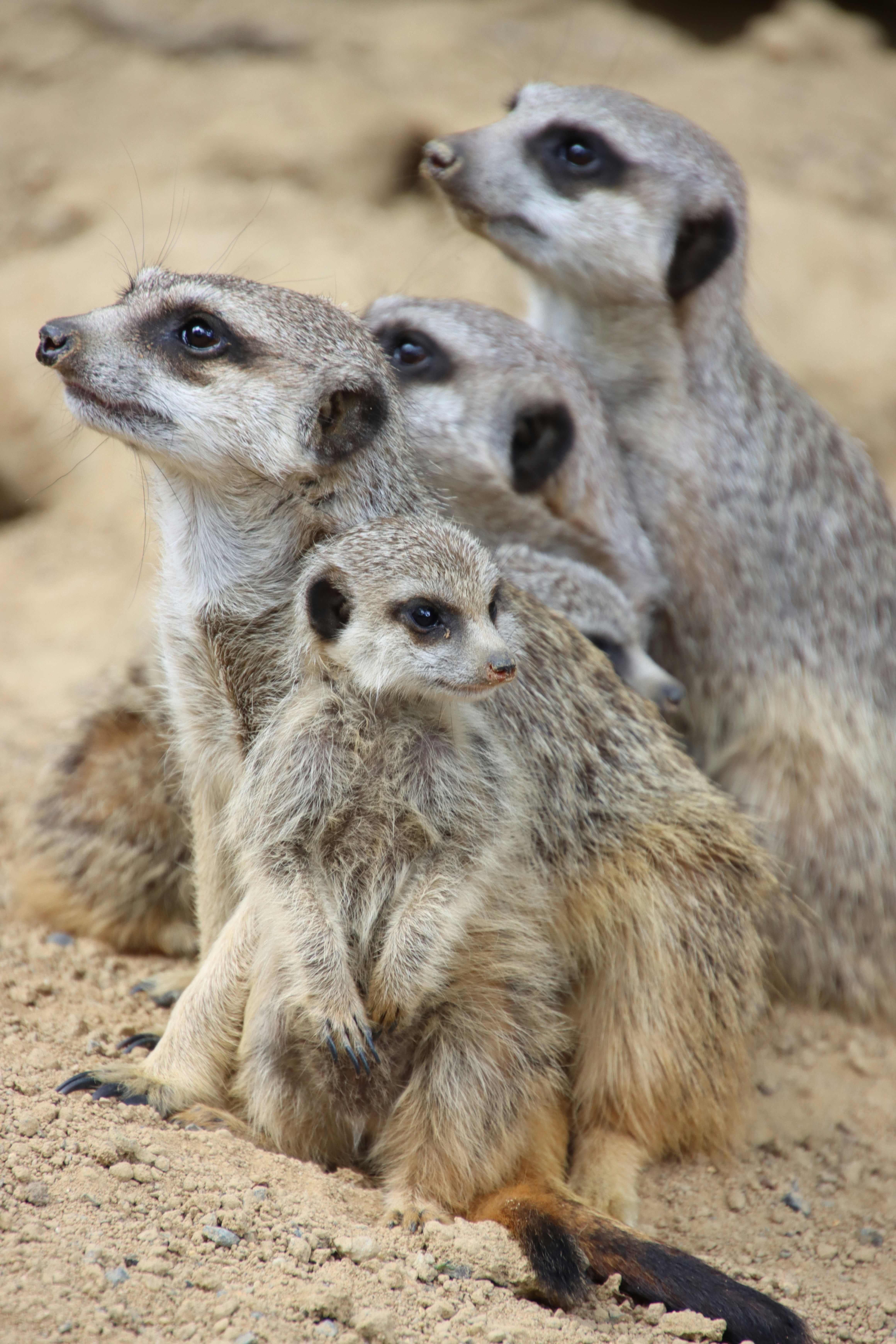 A family of meerkats looks alertly into the distance.