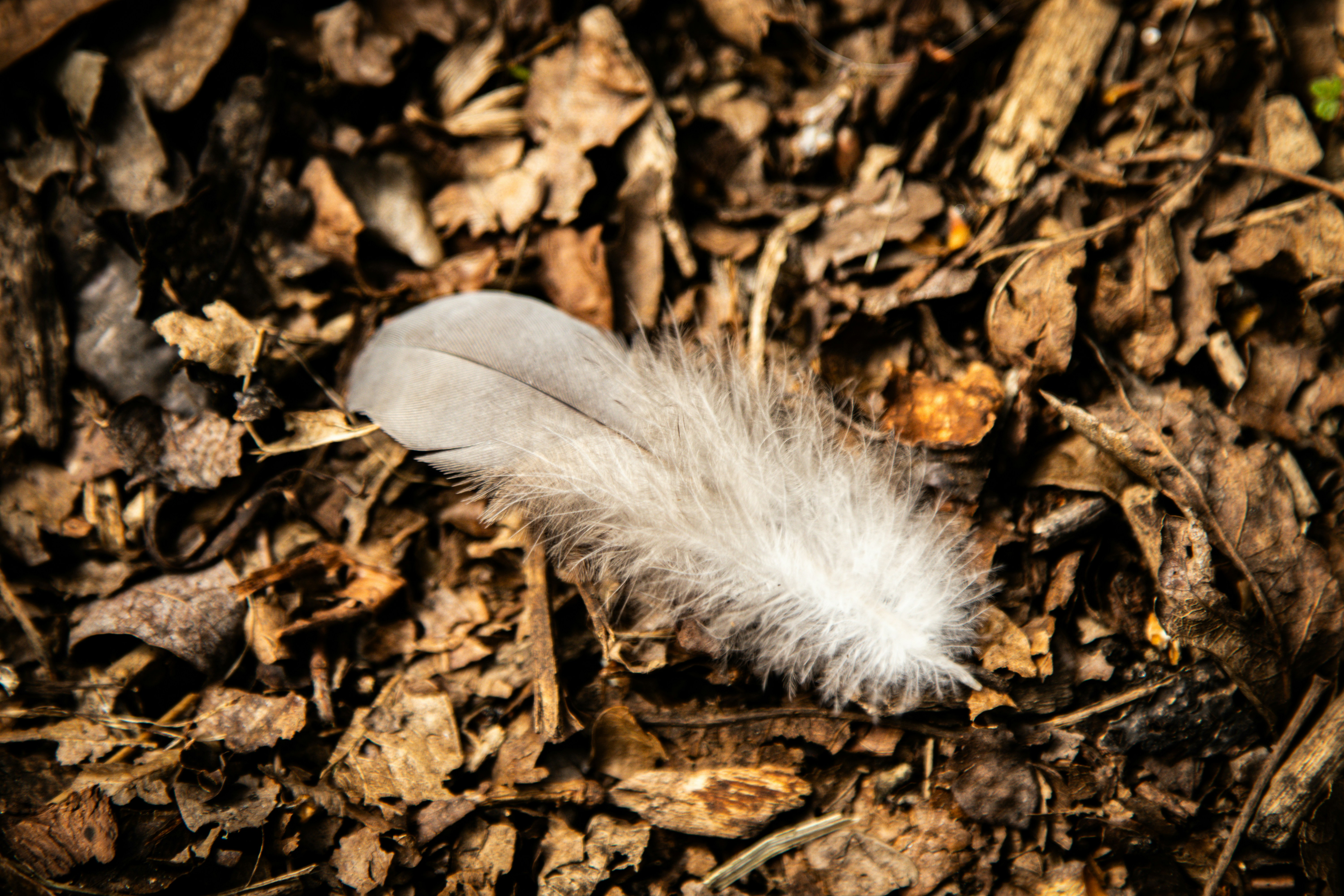 Photo by scottsalchemy