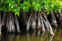 Mangrove roots are partially submerged in water.