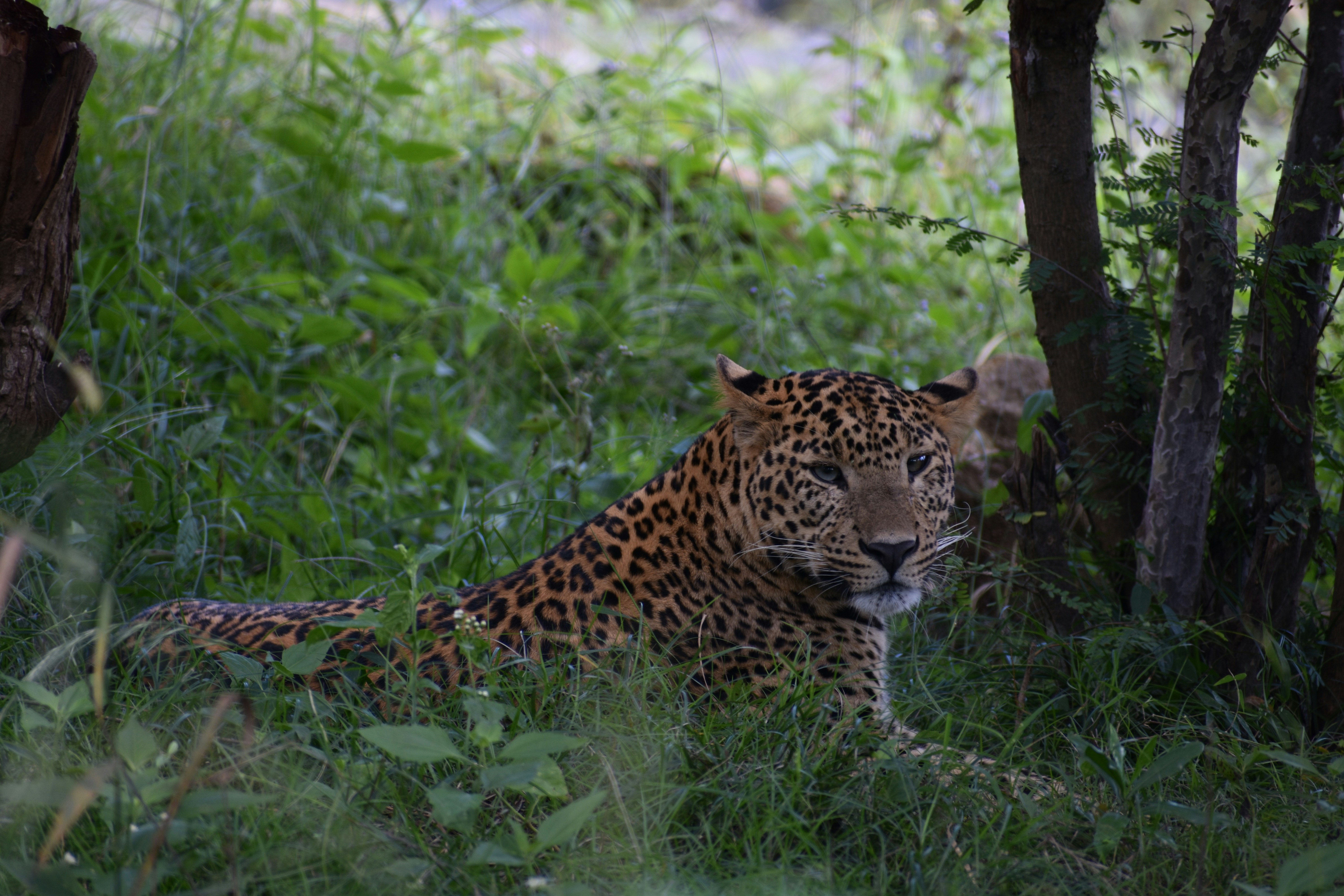 Photo by ramachandranblr