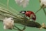 A ladybug rests on a green plant.