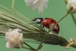A ladybug rests on a green plant.