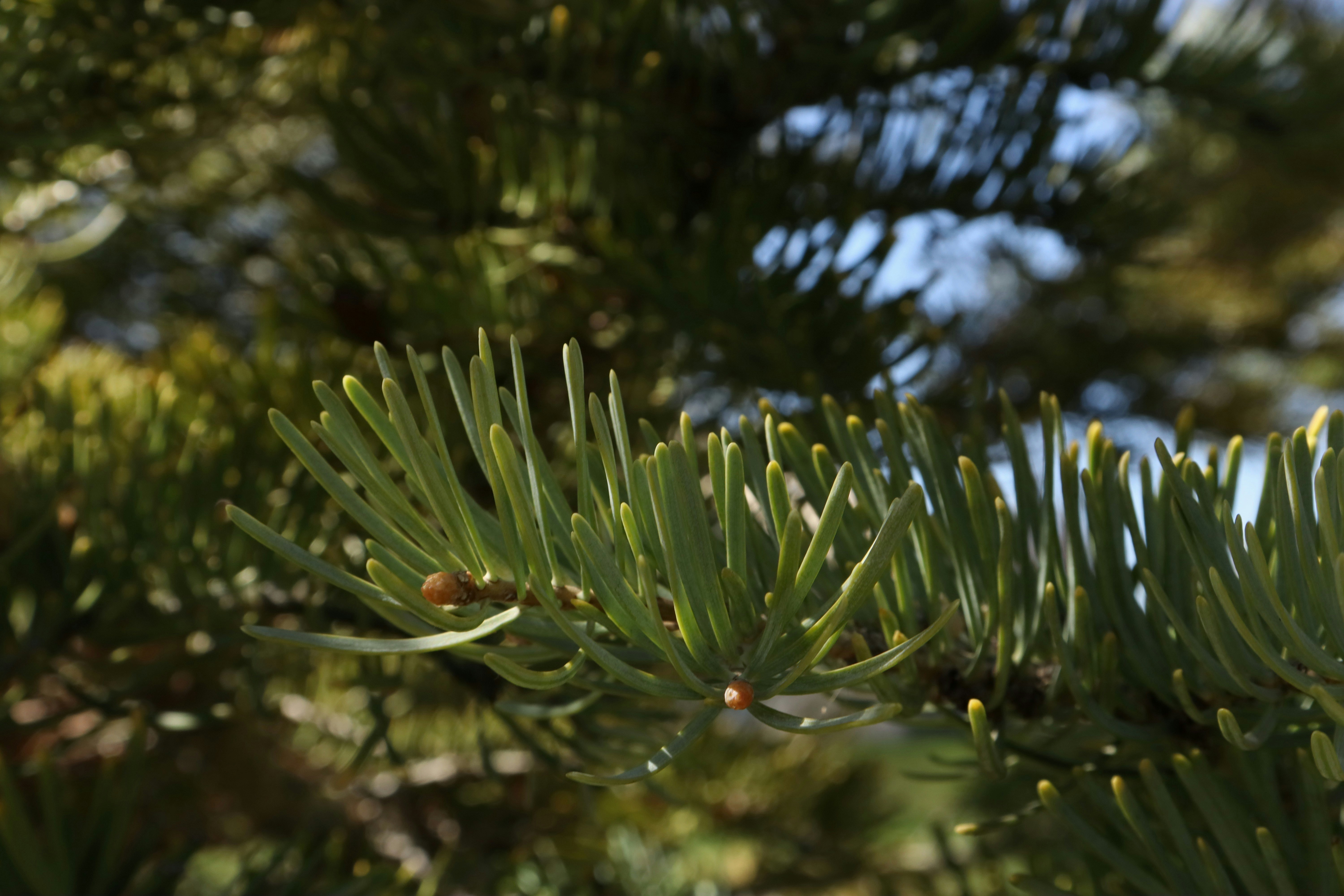 Photo by bored_mongoose