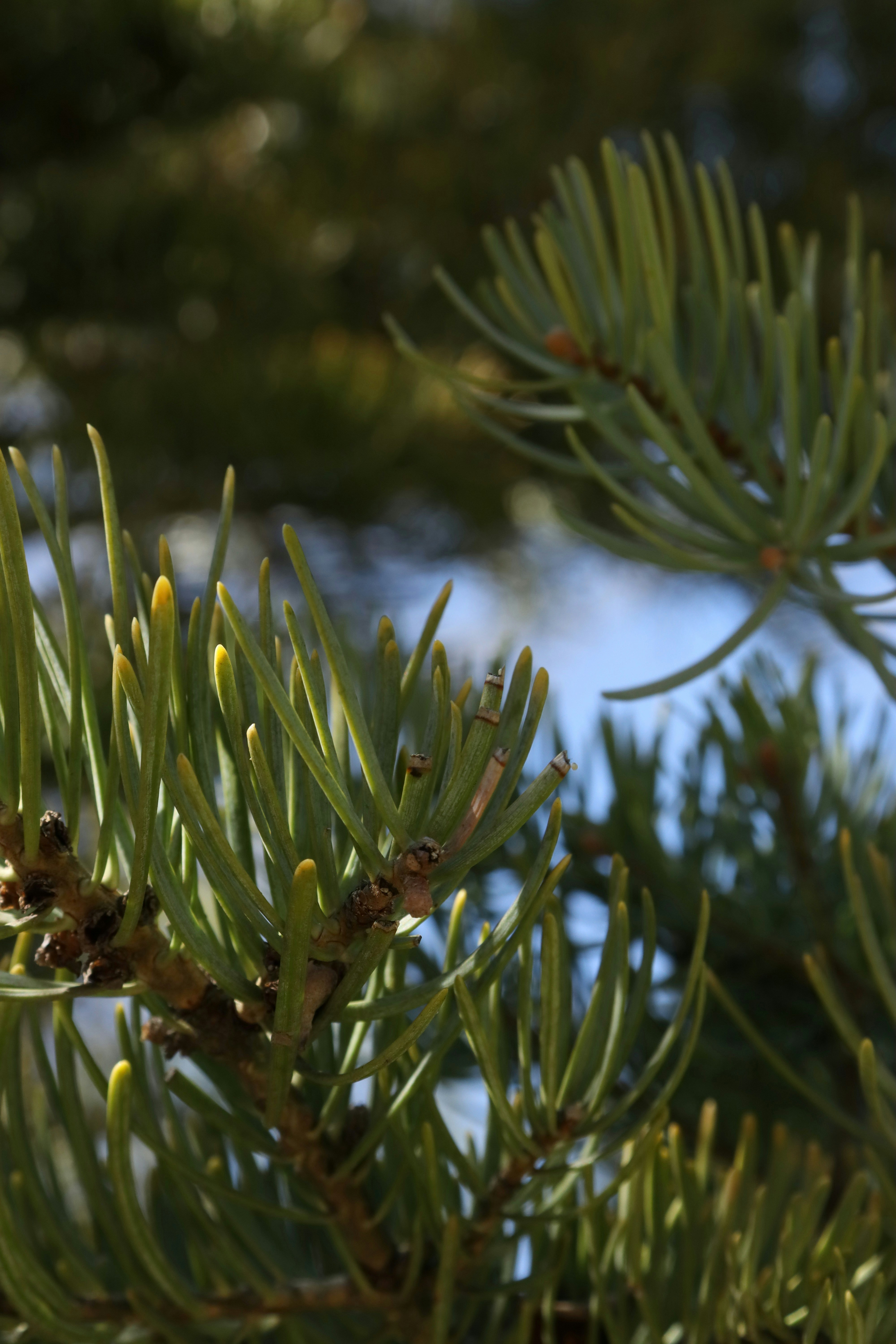 Photo by bored_mongoose