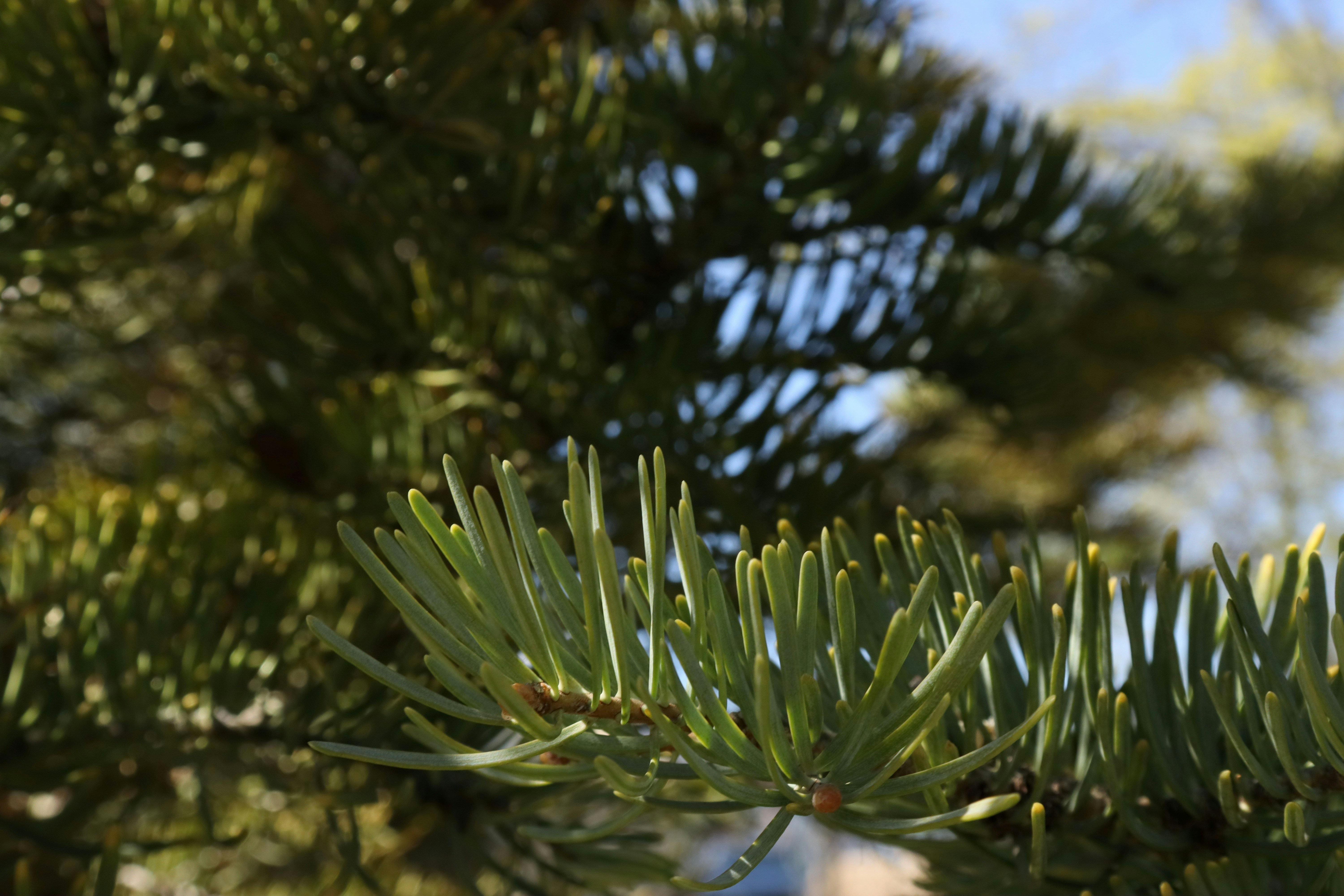 Photo by bored_mongoose