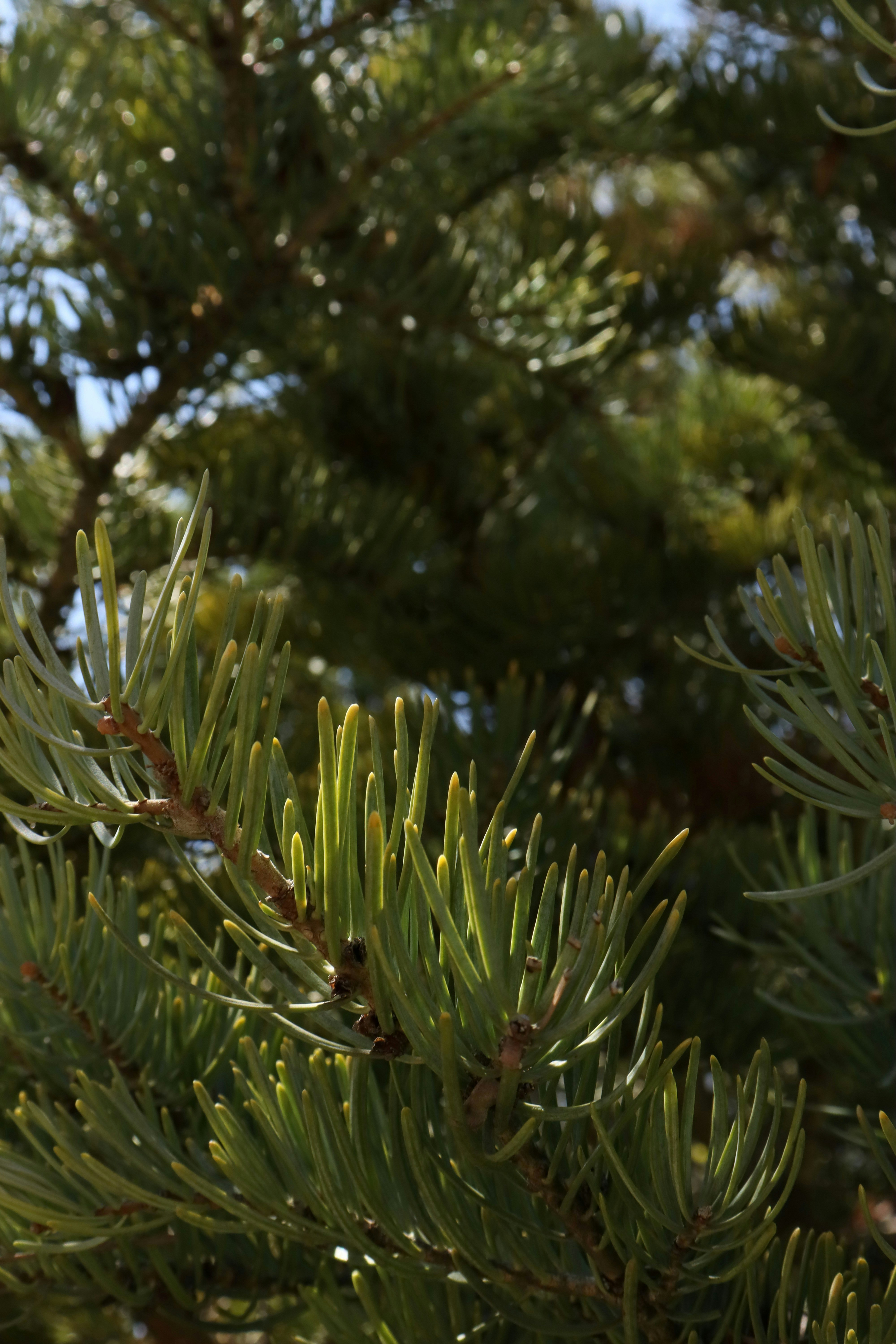 Photo by bored_mongoose