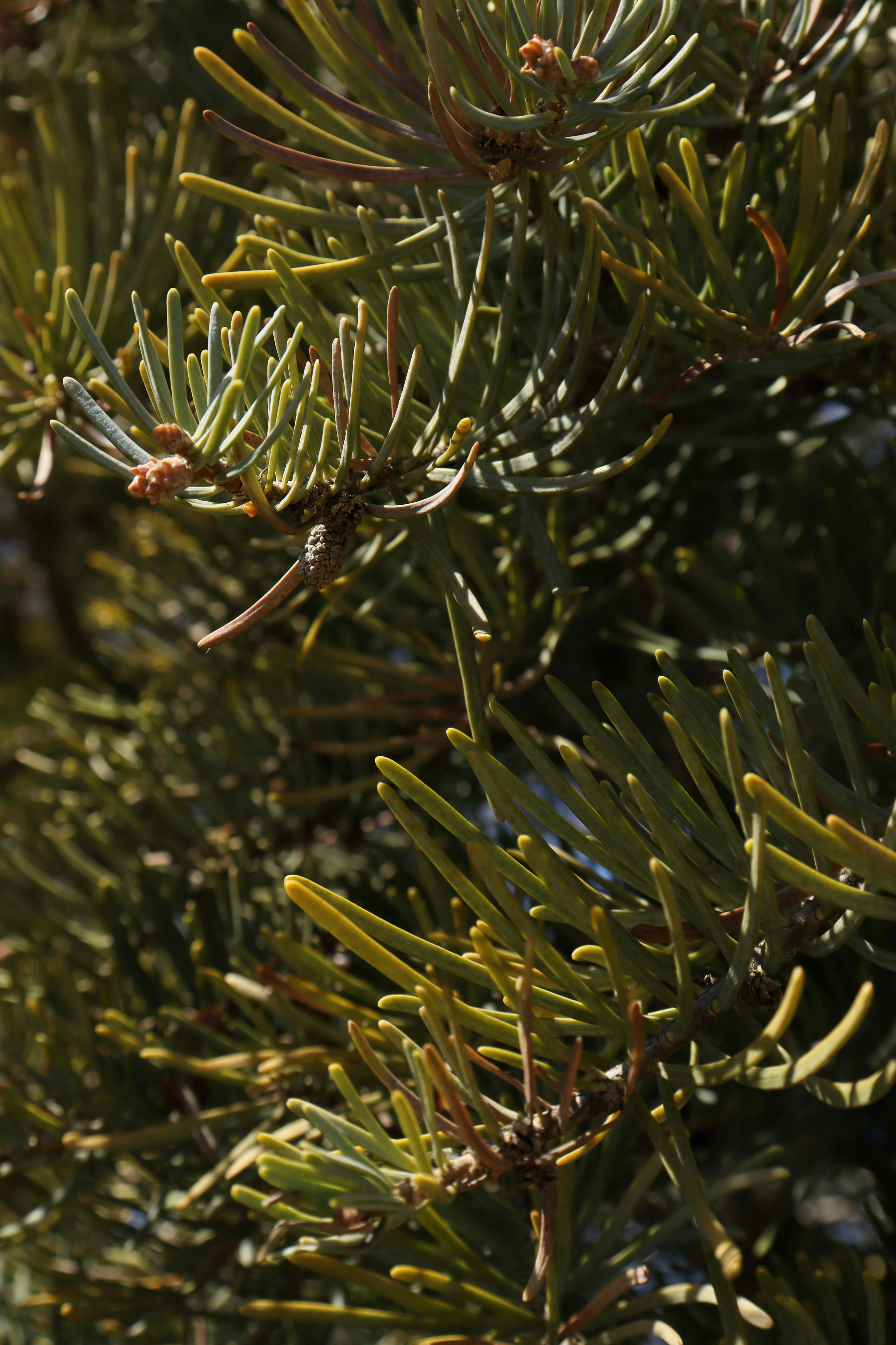 Photo by bored_mongoose