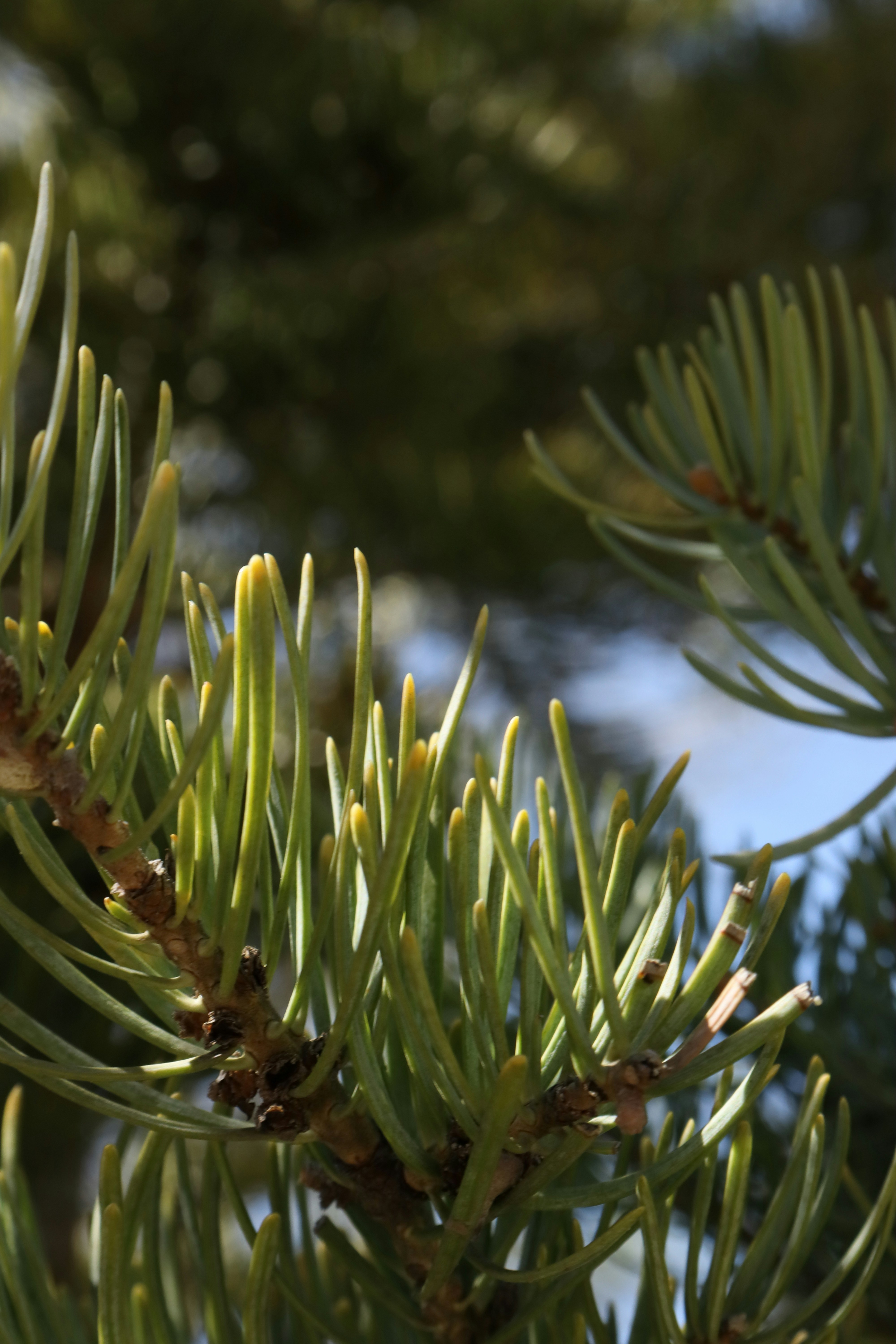 Photo by bored_mongoose