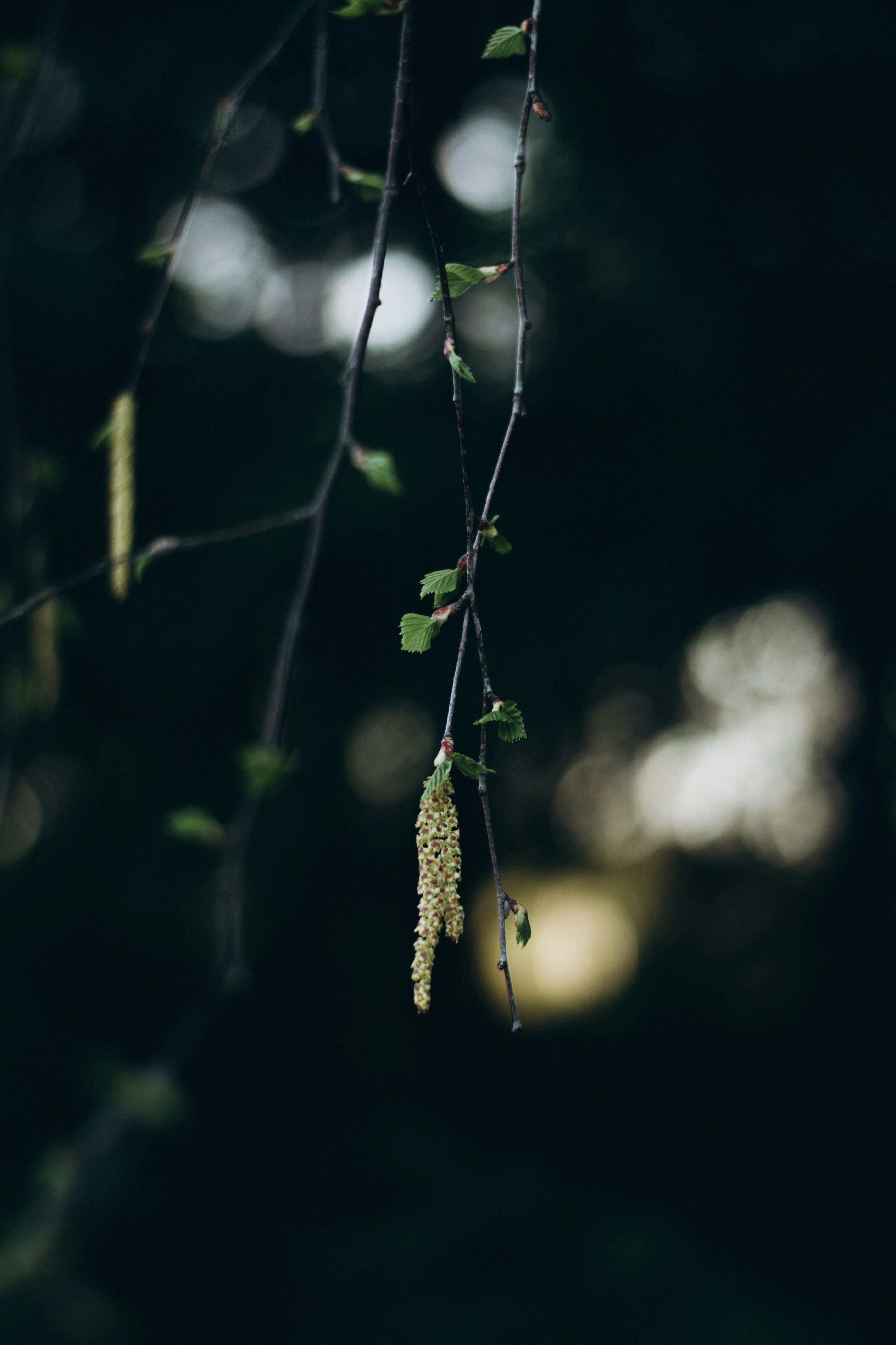 Birch tree branch with fresh buds and flowers.