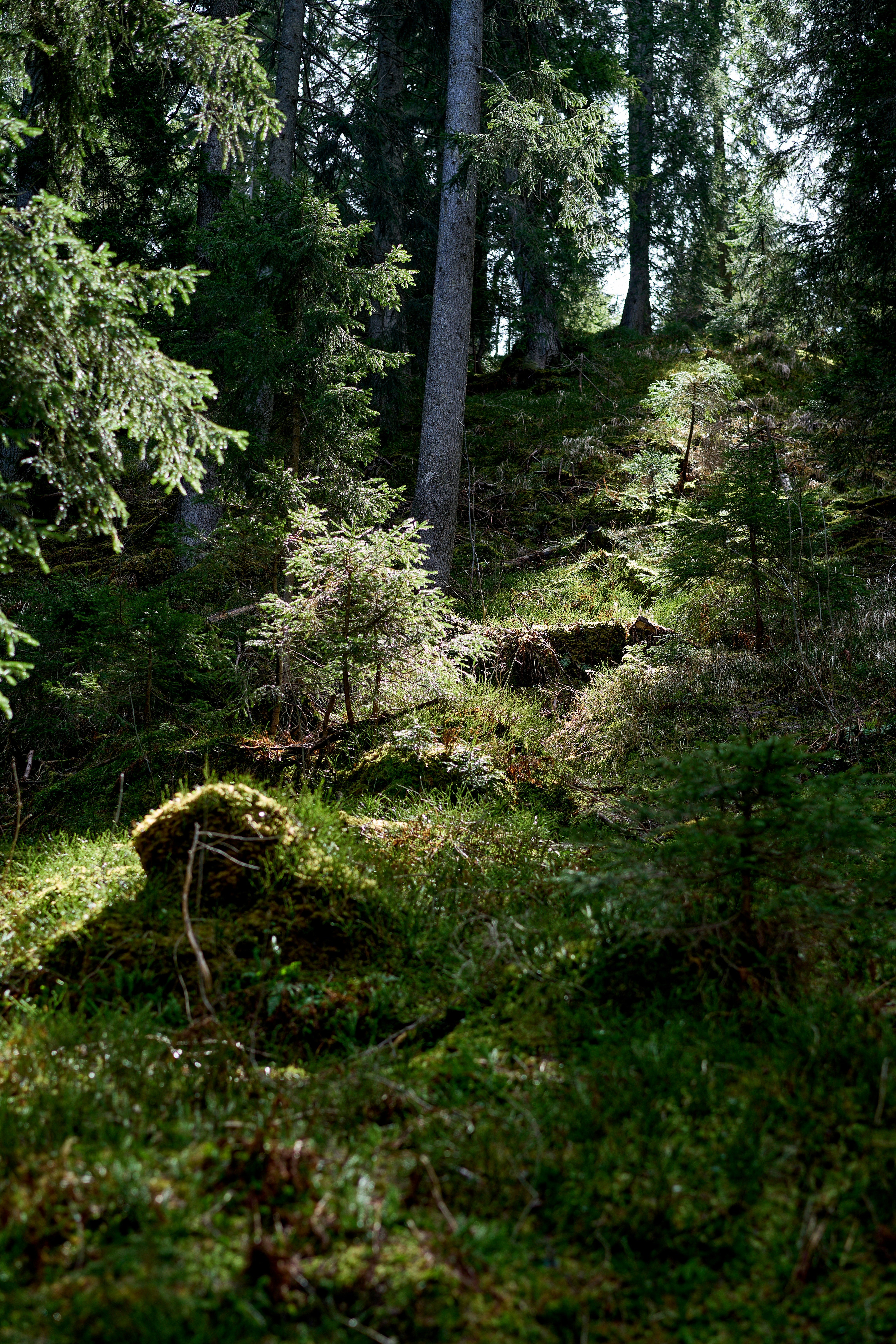 A sunlit forest floor with lush green vegetation.