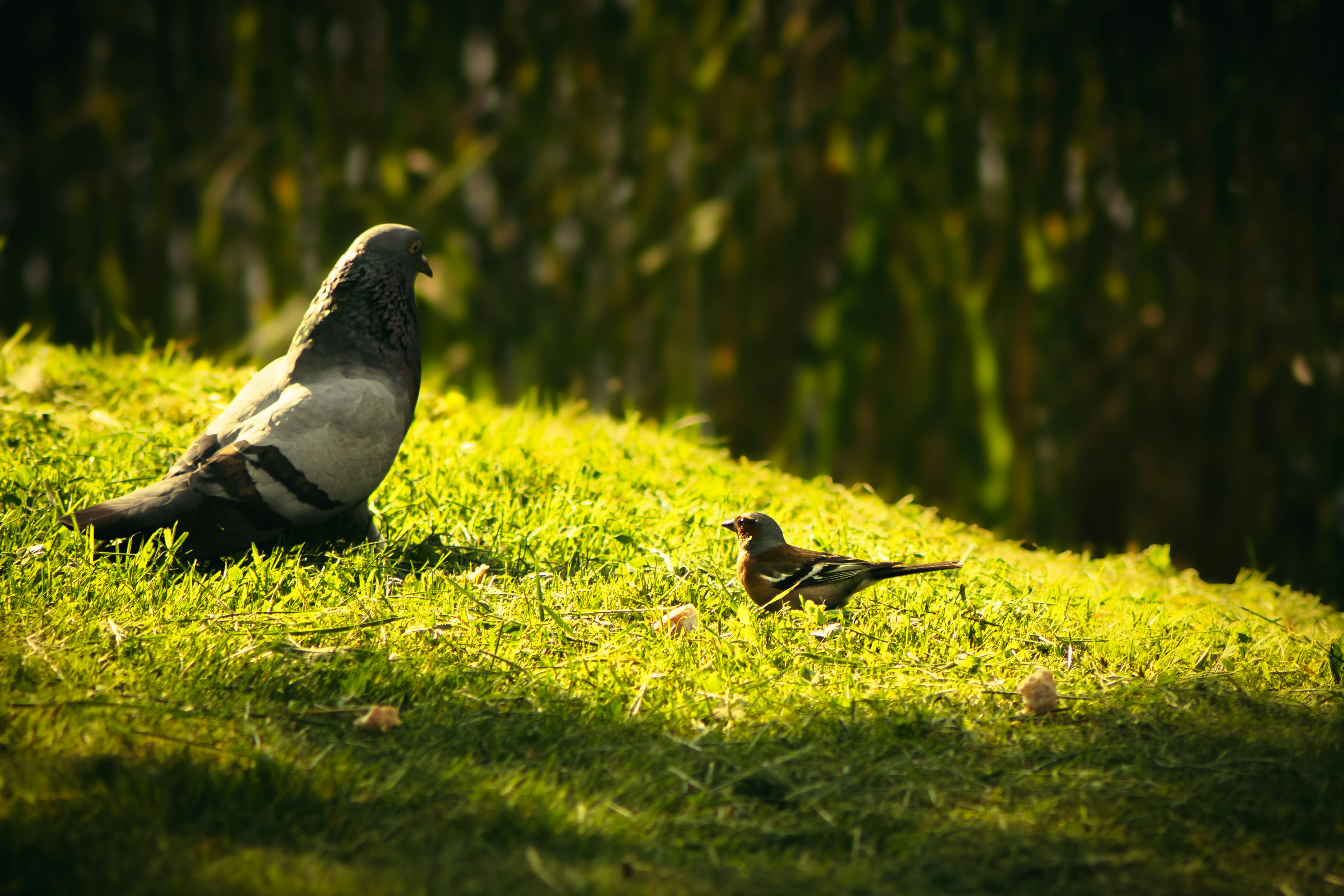 Photo by mineral_of_demon