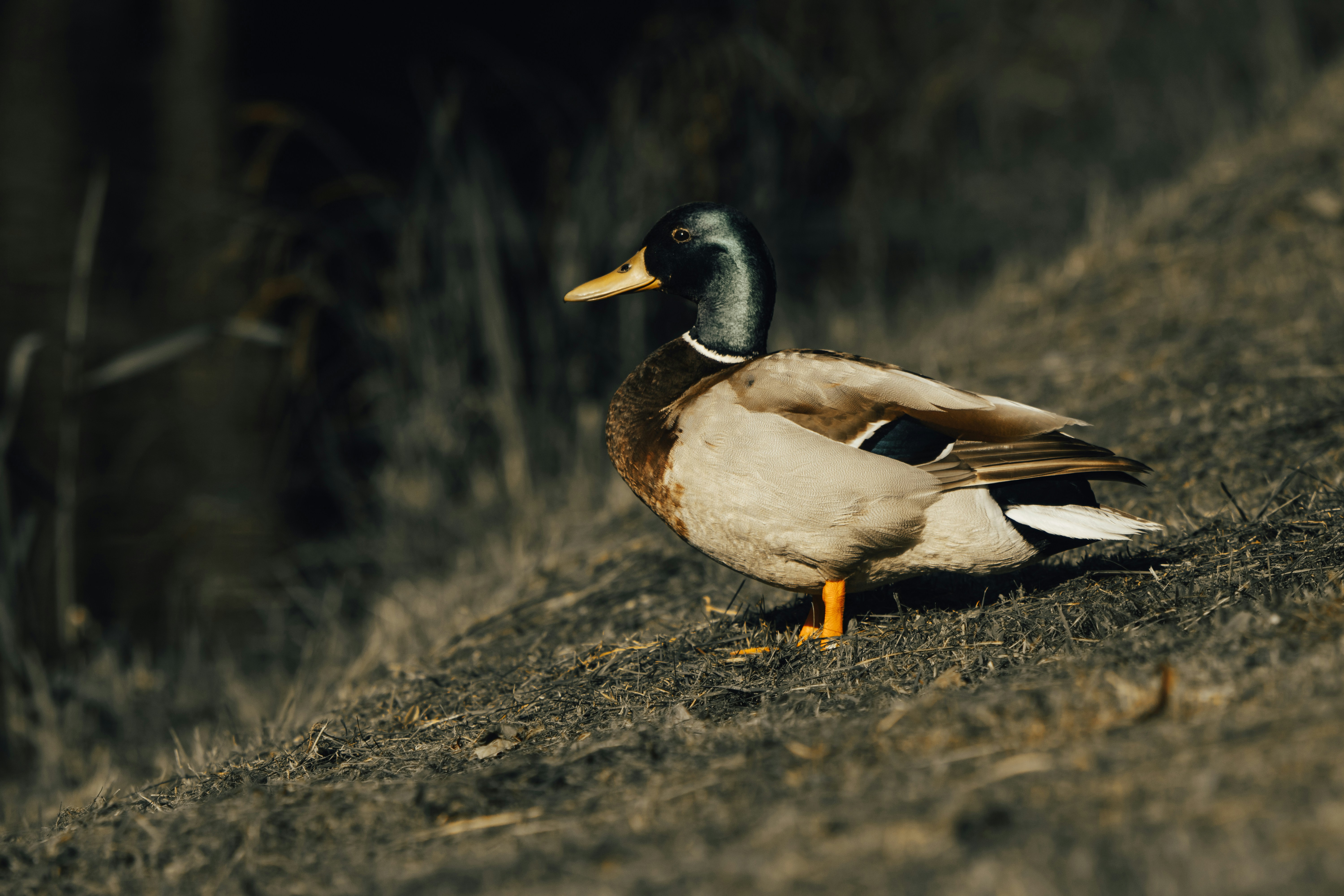 Photo by mineral_of_demon