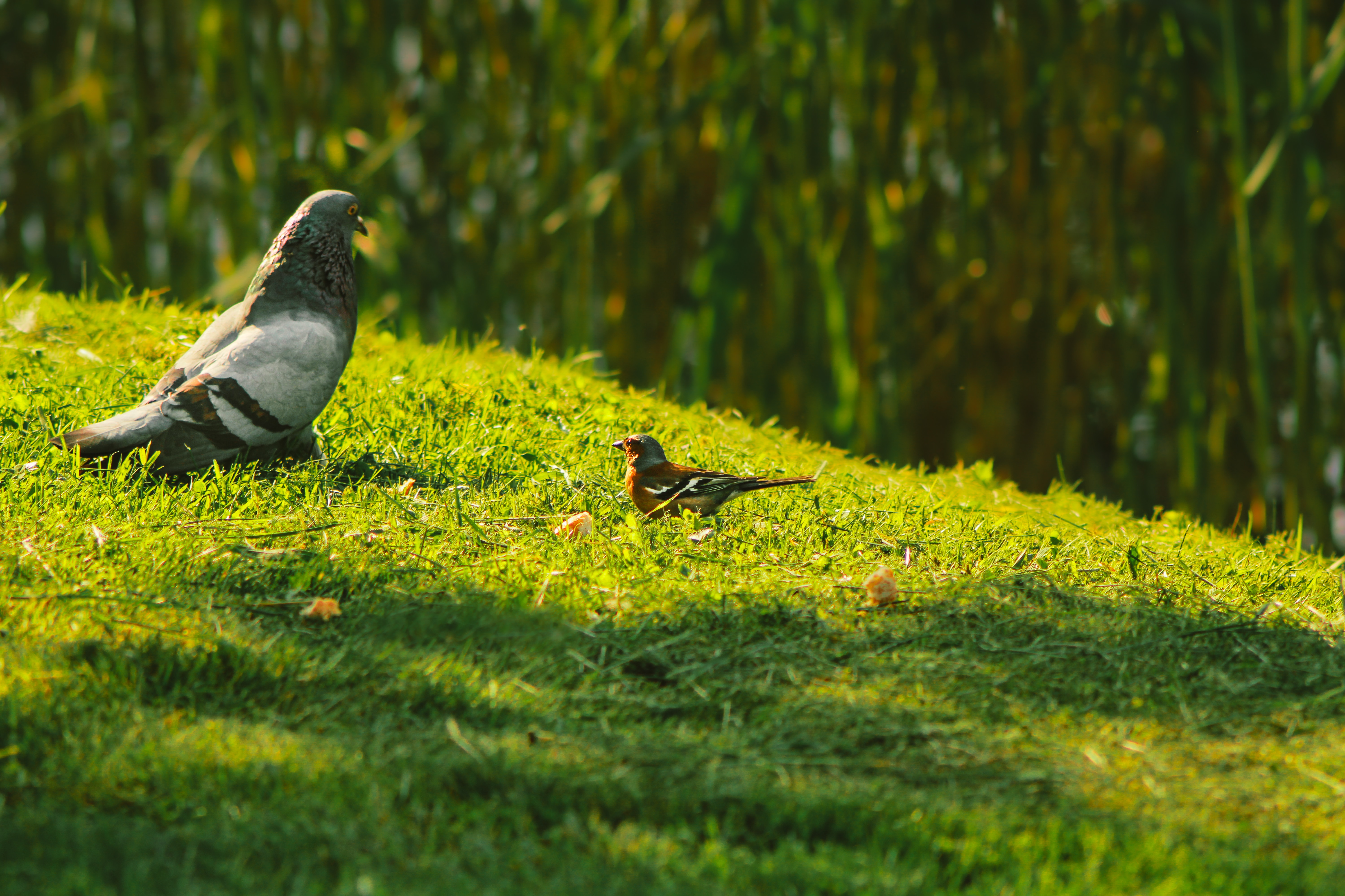 Photo by mineral_of_demon