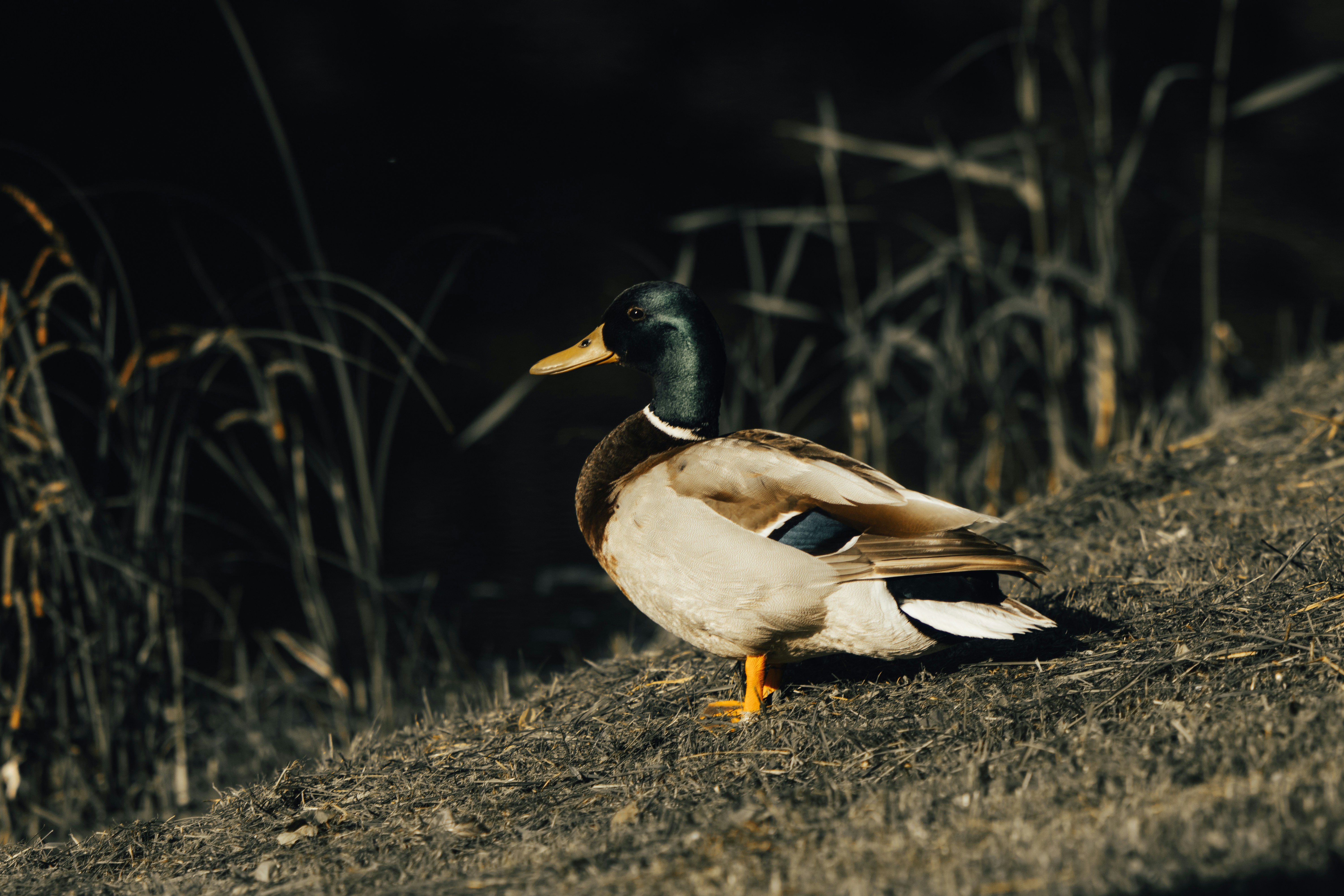 Photo by mineral_of_demon