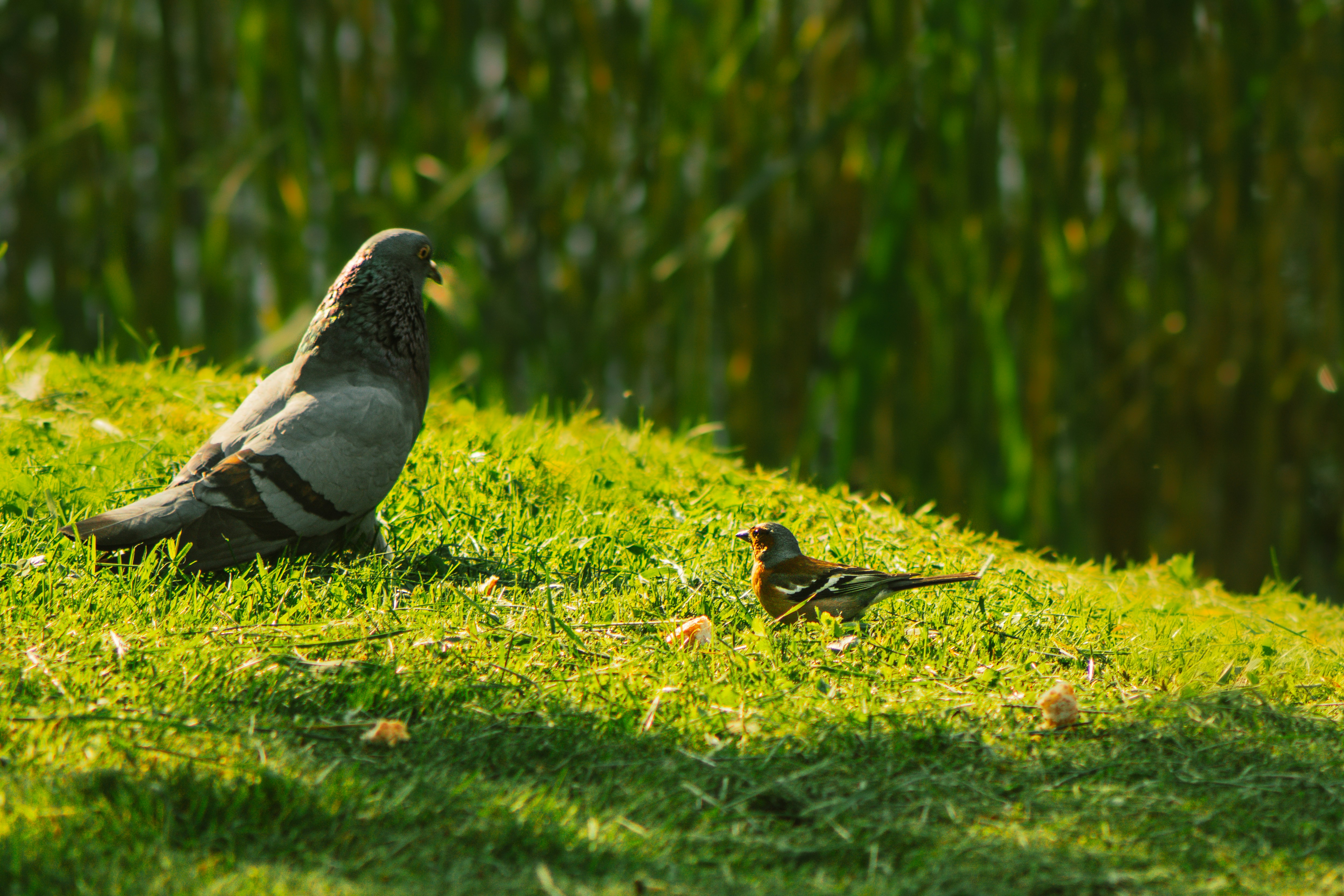 Photo by mineral_of_demon