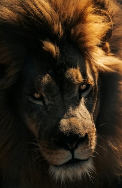 A majestic lion gazes directly at you.