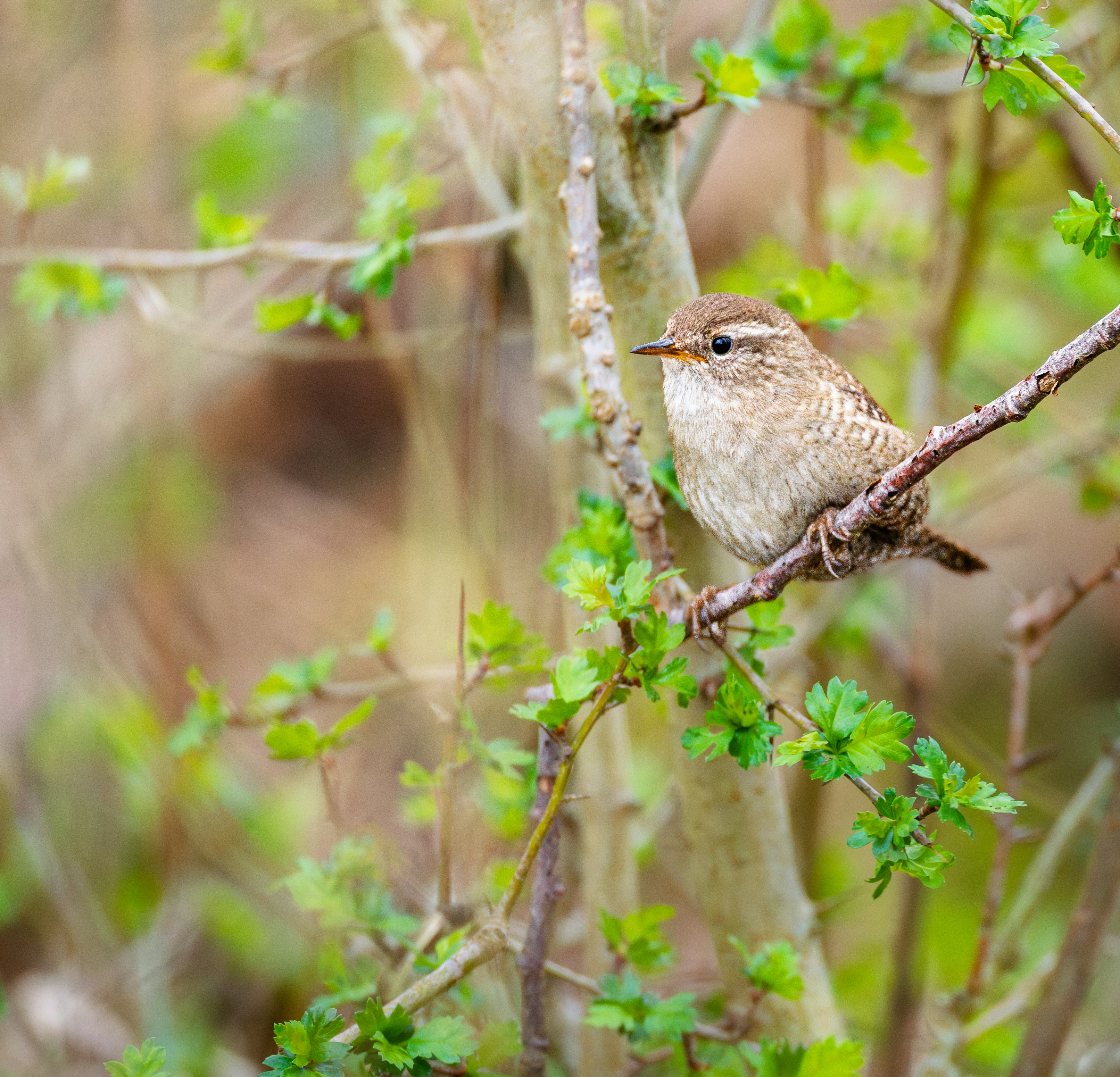 Wren