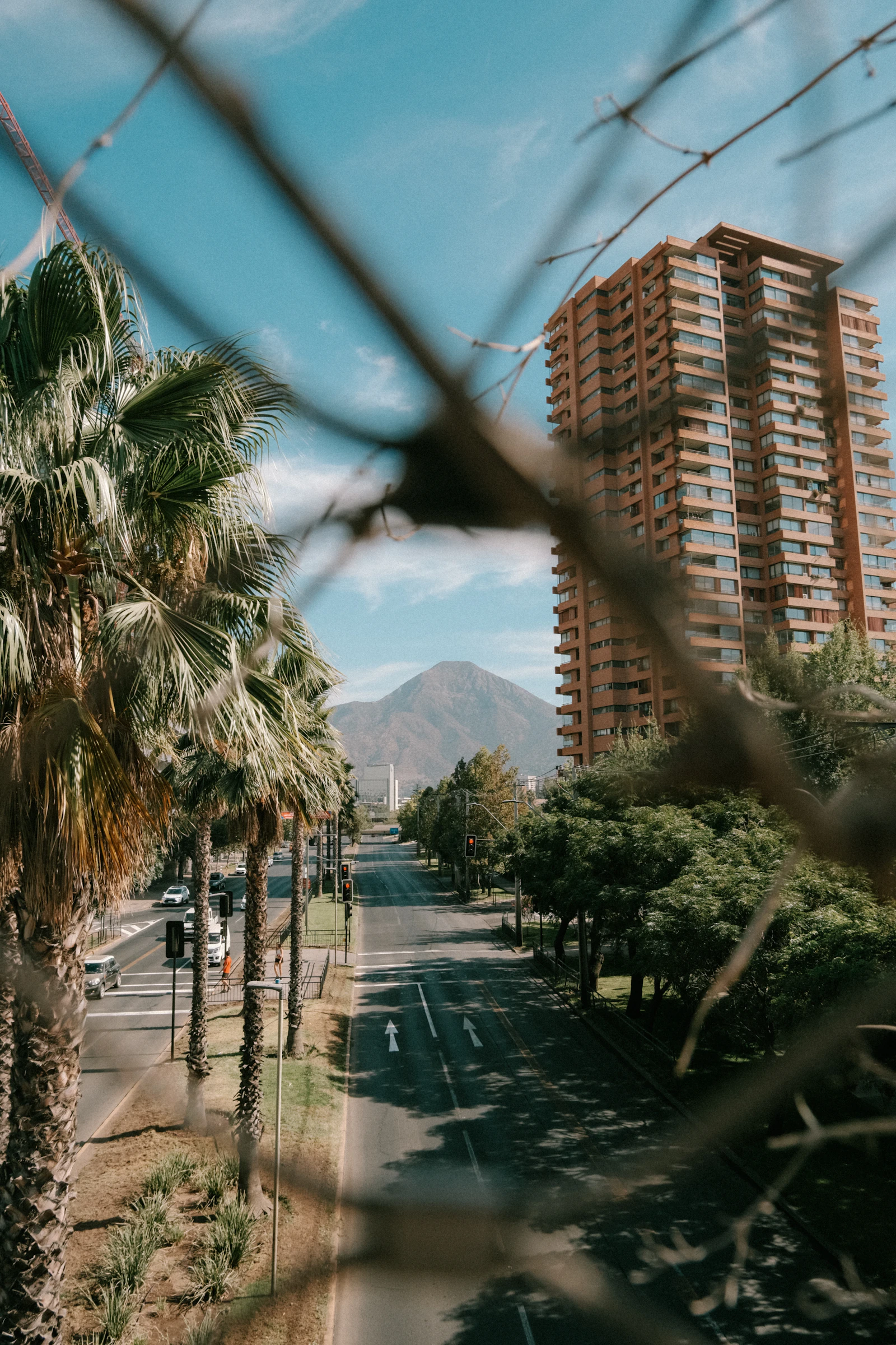 A Santiago street framed by palms and high-rise buildings