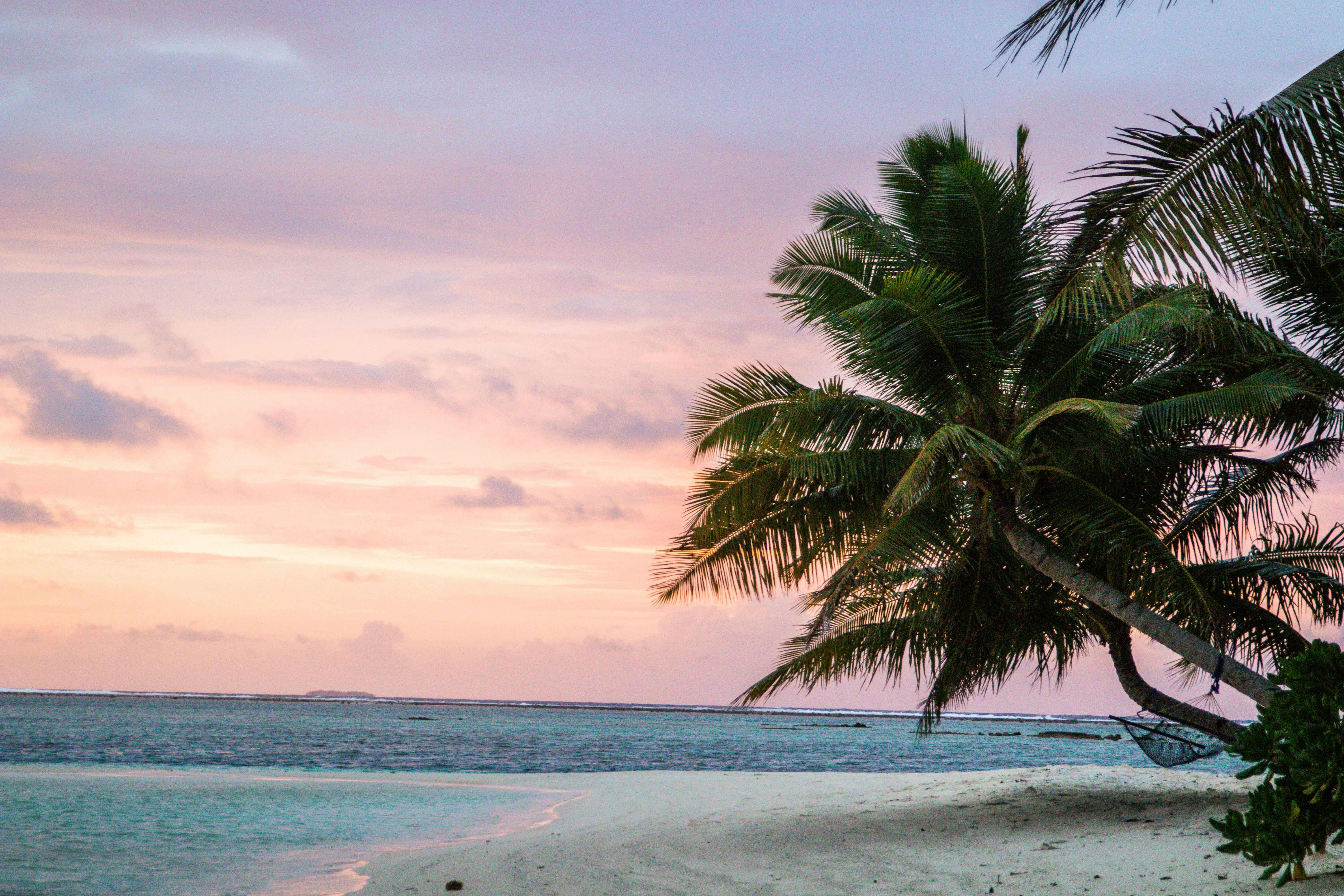 Palm trees on a beautiful beach at sunset.