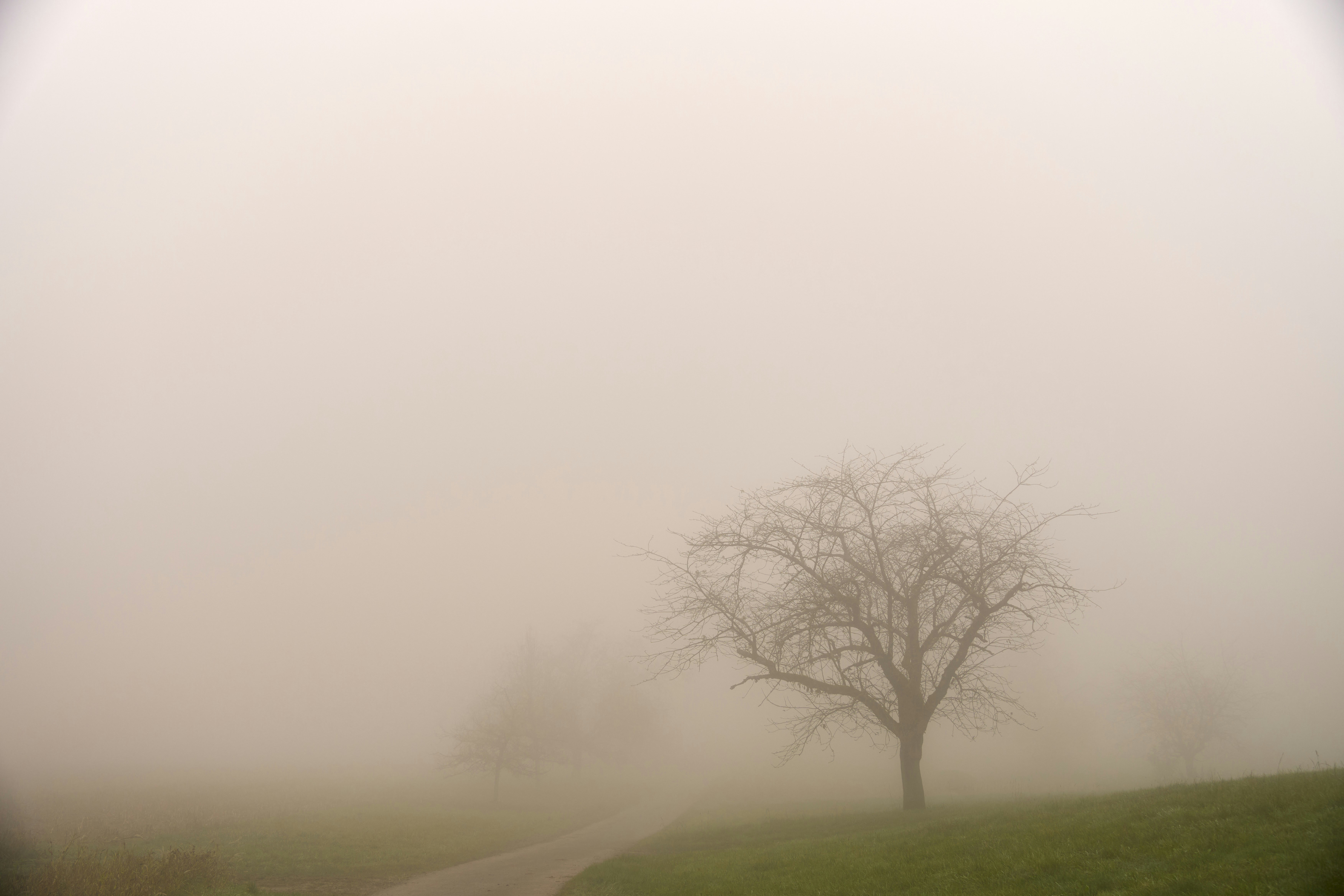 Photo by wolfgang_hasselmann