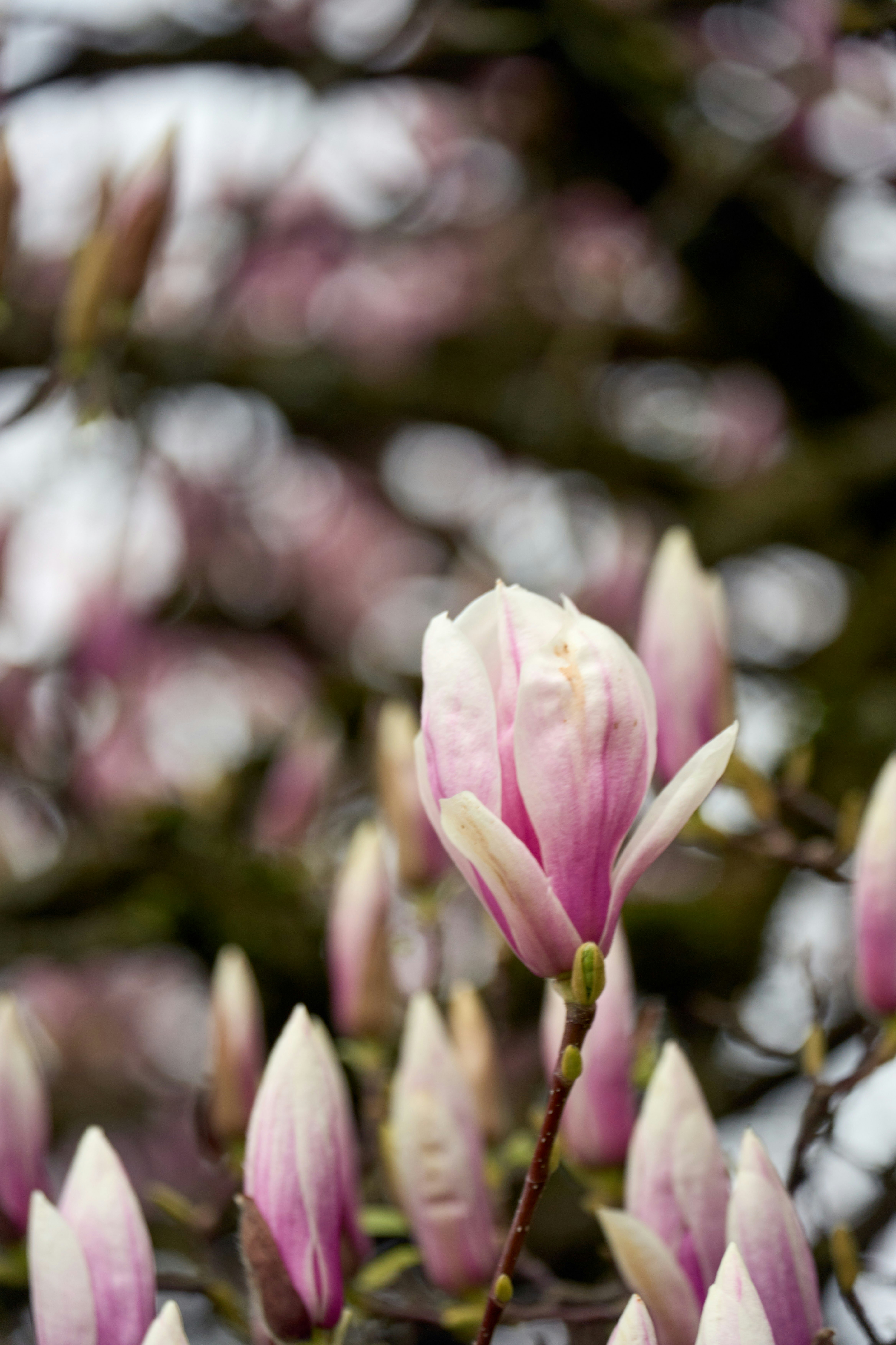 Photo by wolfgang_hasselmann