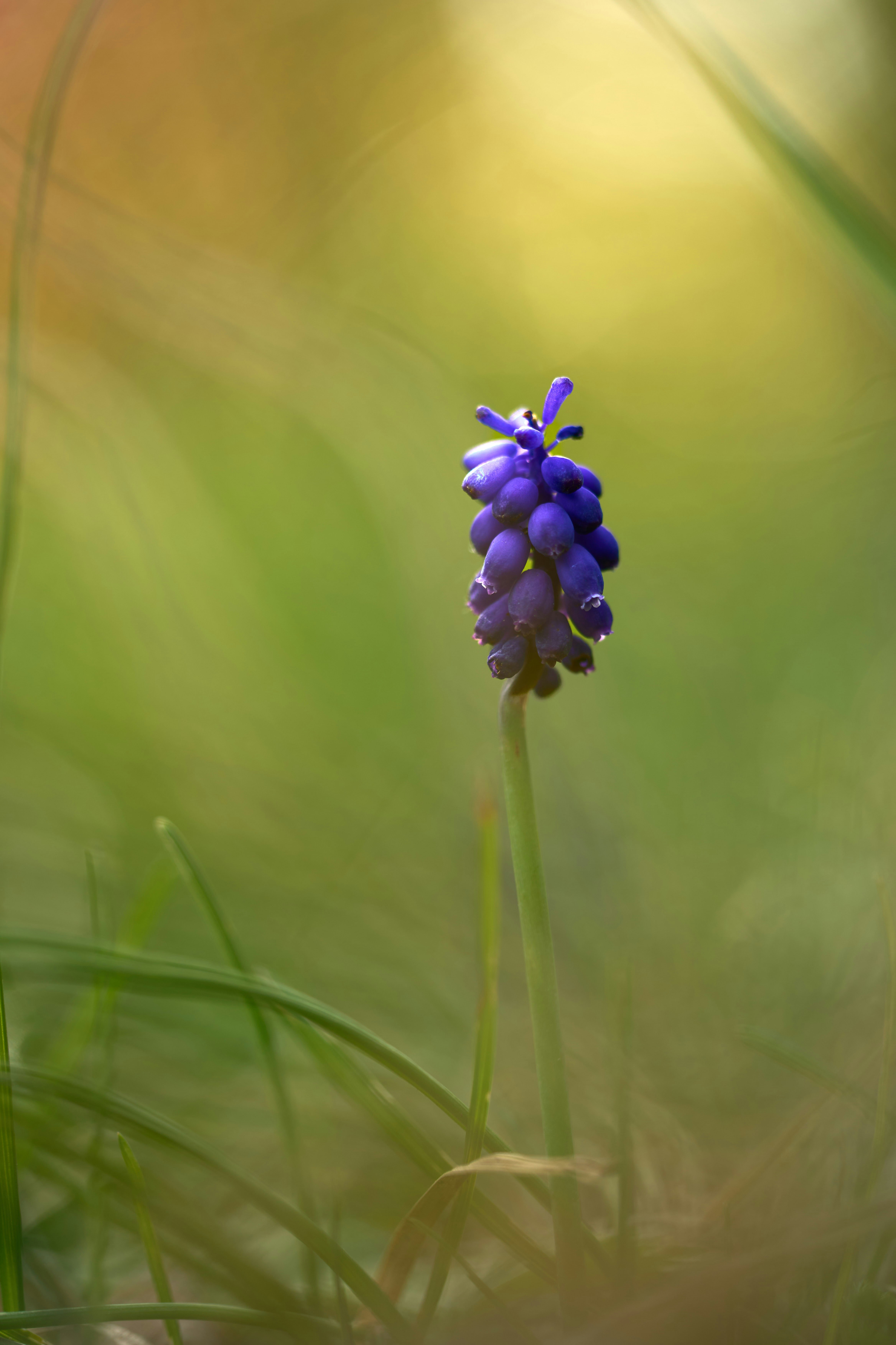 Photo by wolfgang_hasselmann