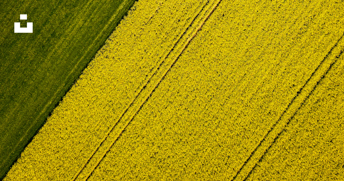 Green and yellow fields divide diagonally. photo – Free Agriculture ...